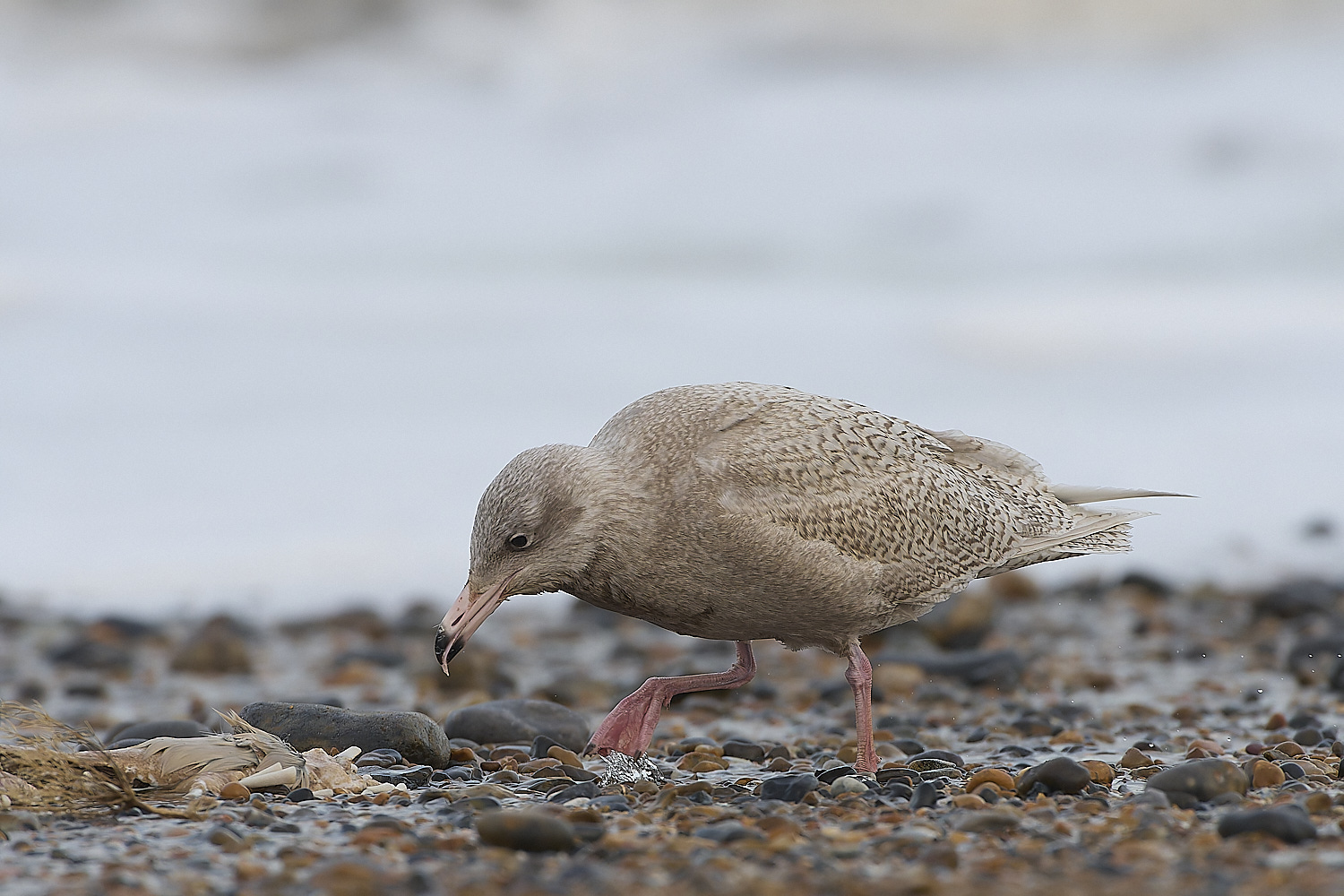 CleyGlaucousGull180119-18-NEF-