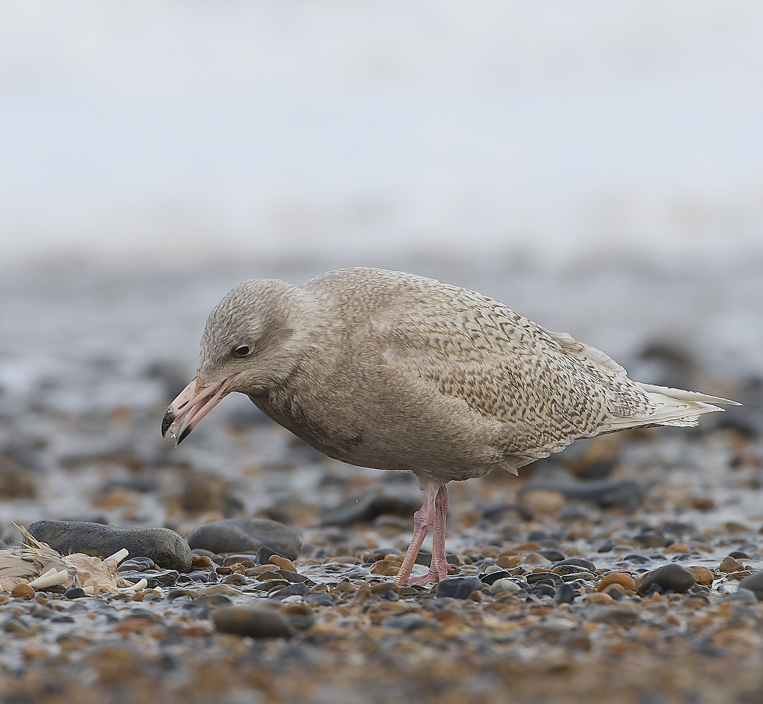 CleyGlaucousGull180119-19-NEF-