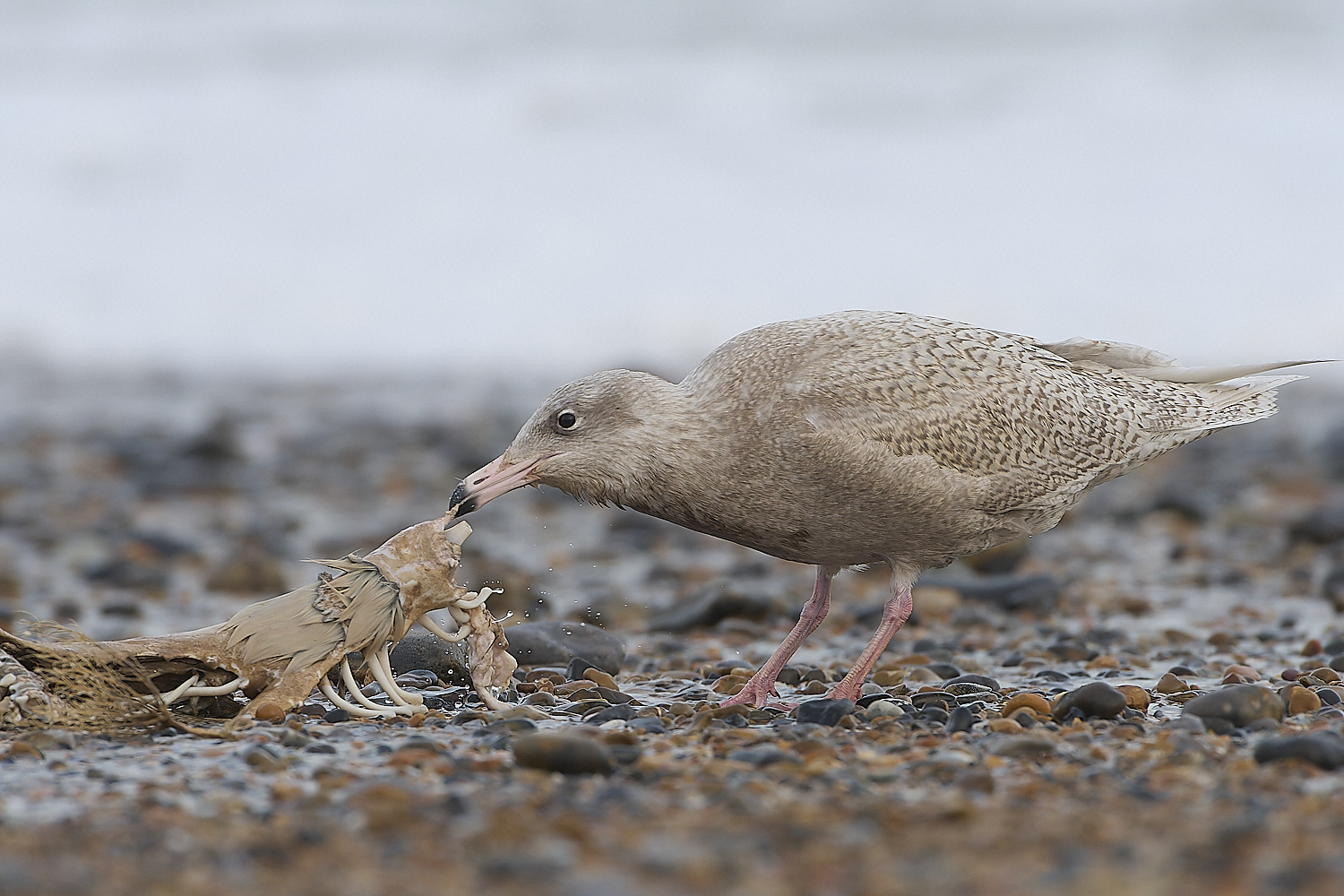 CleyGlaucousGull180119-20-NEF-