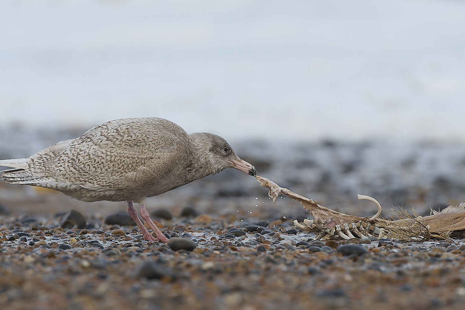 CleyGlaucousGull180119-21-NEF-