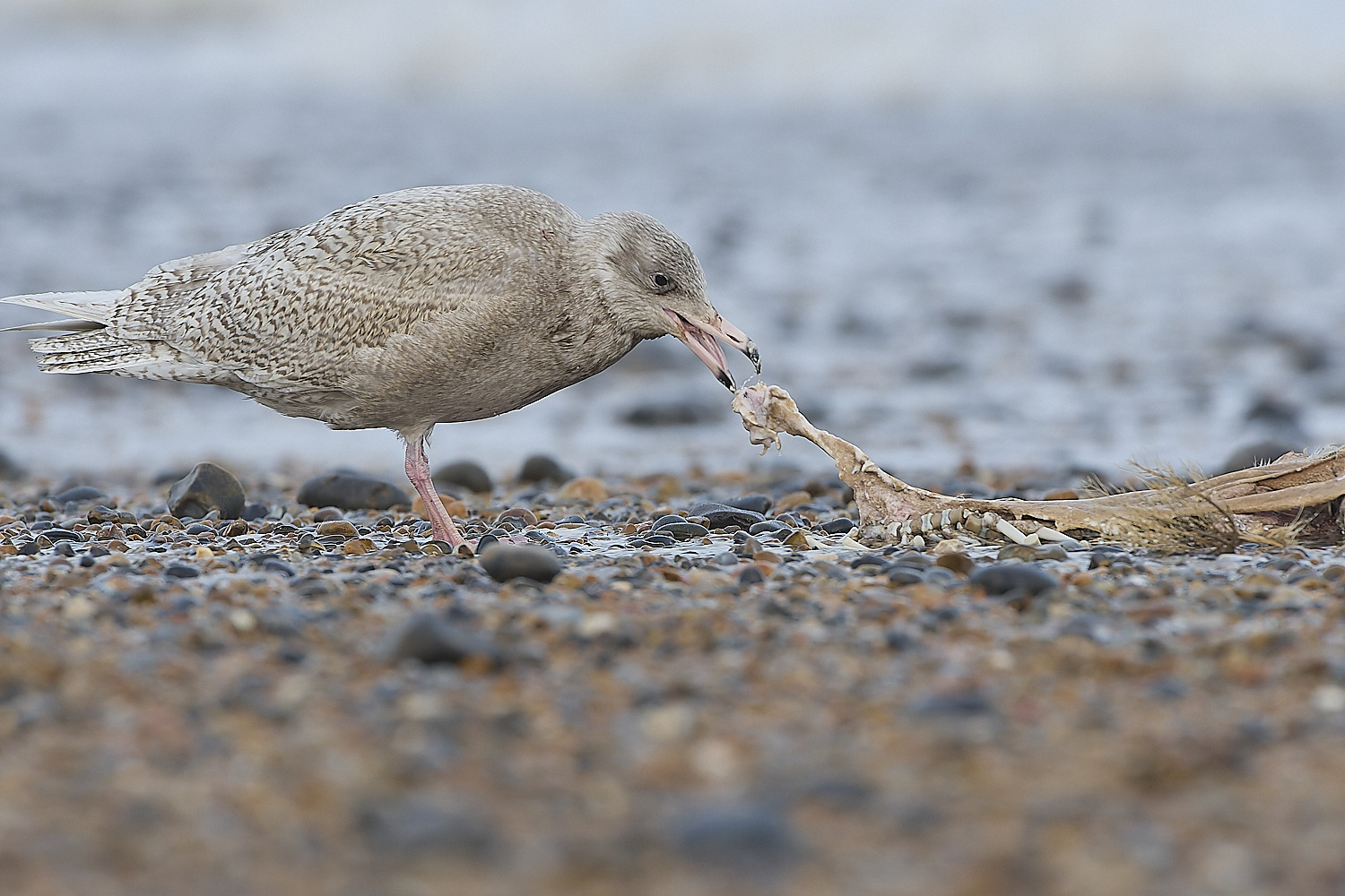 CleyGlaucousGull180119-22-NEF-