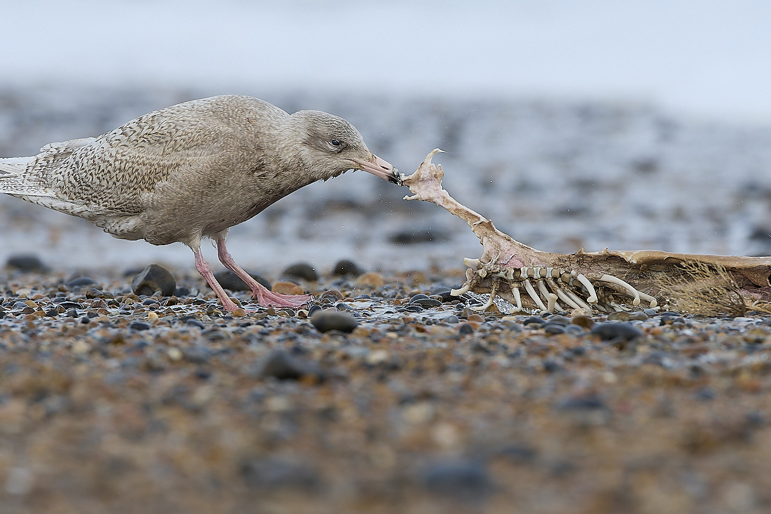 CleyGlaucousGull180119-23-NEF-