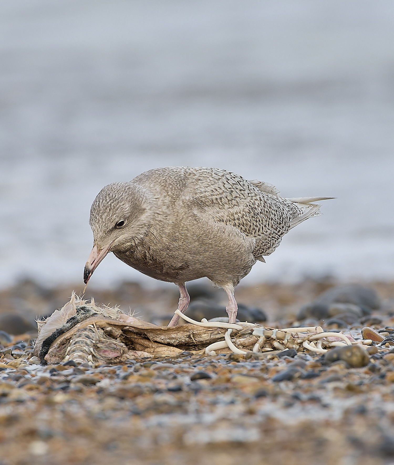 CleyGlaucousGull180119-24-NEF-