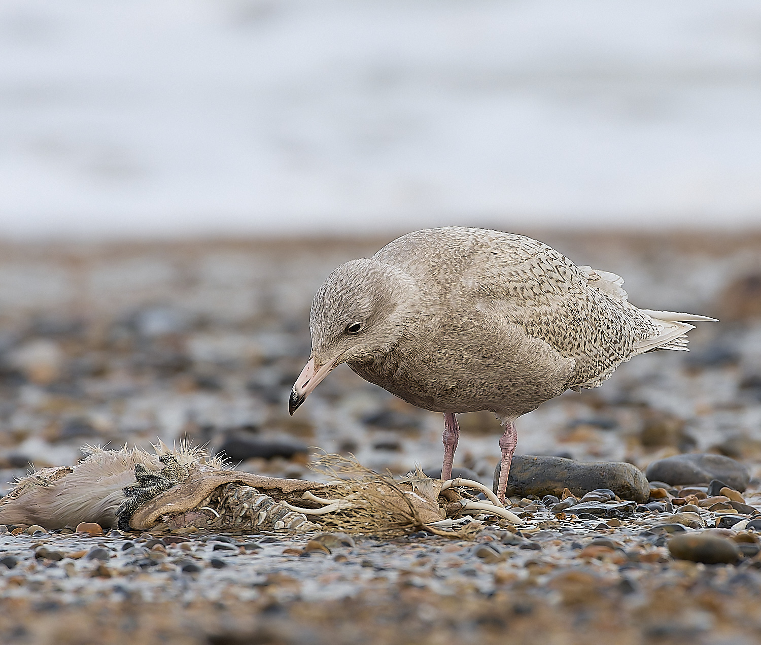 CleyGlaucousGull180119-3-NEF-