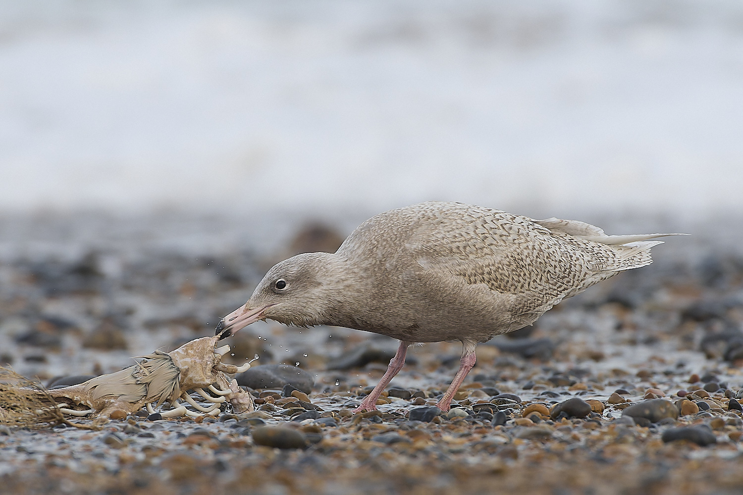 CleyGlaucousGull180119-6-NEF-