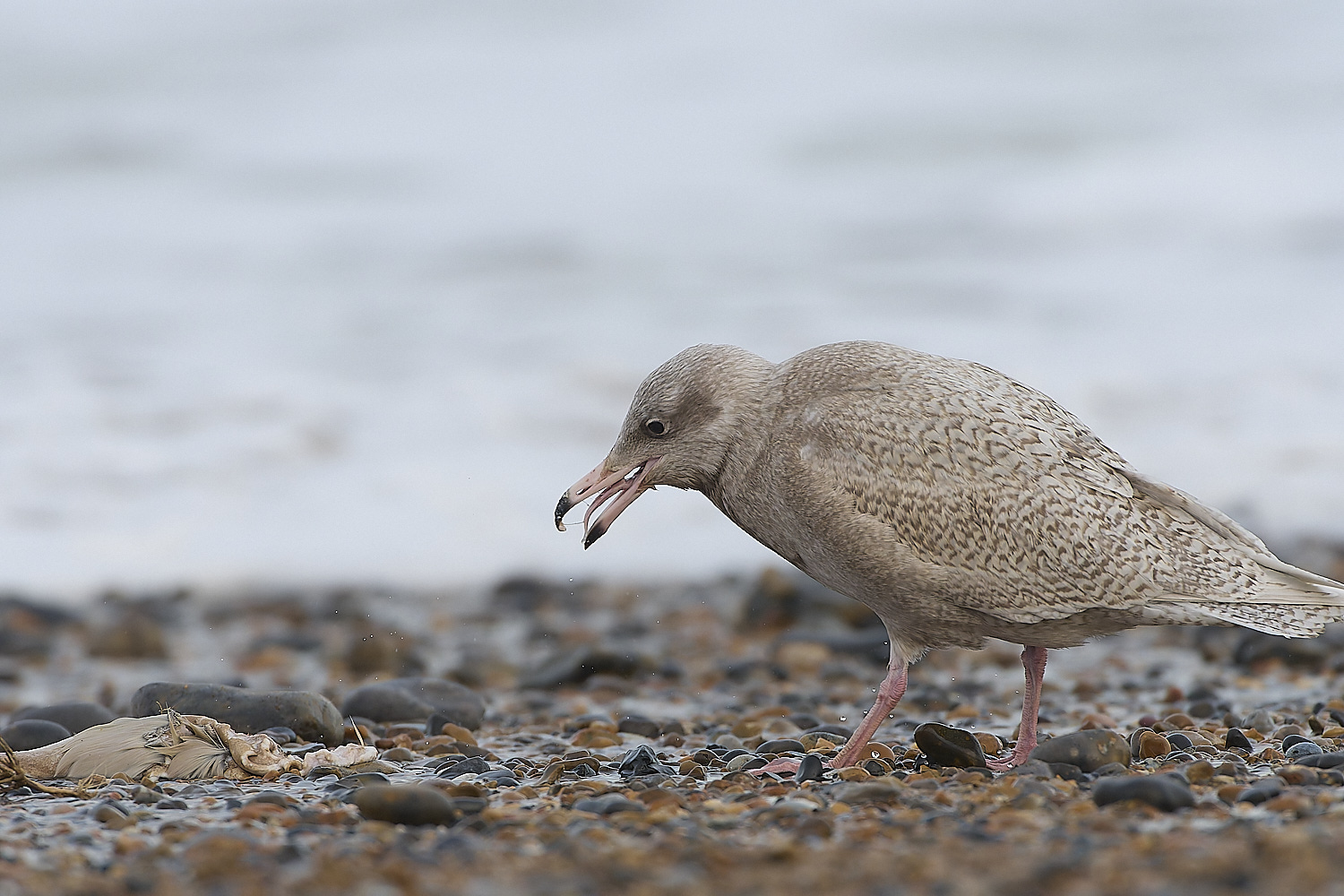 CleyGlaucousGull180119-7-NEF-