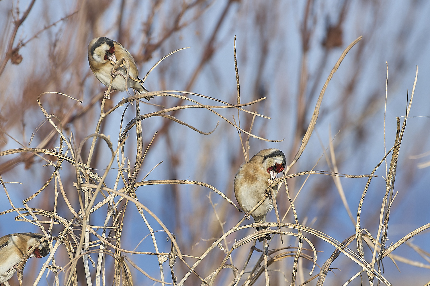 CleyGoldfinch300119-2-NEF-