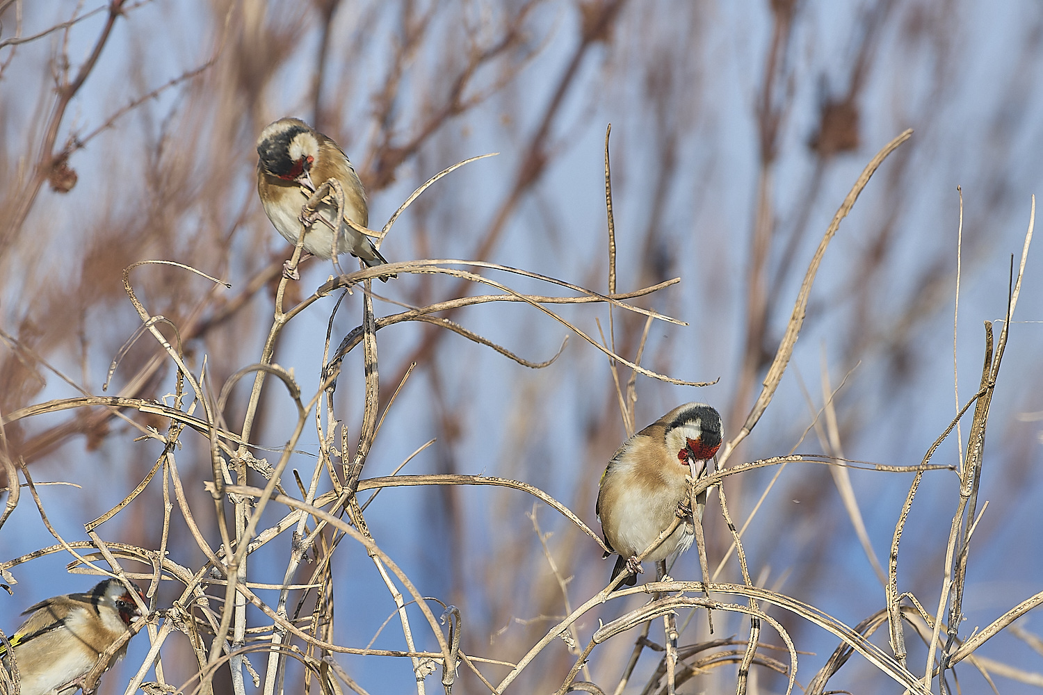 CleyGoldfinch300119-3-NEF-