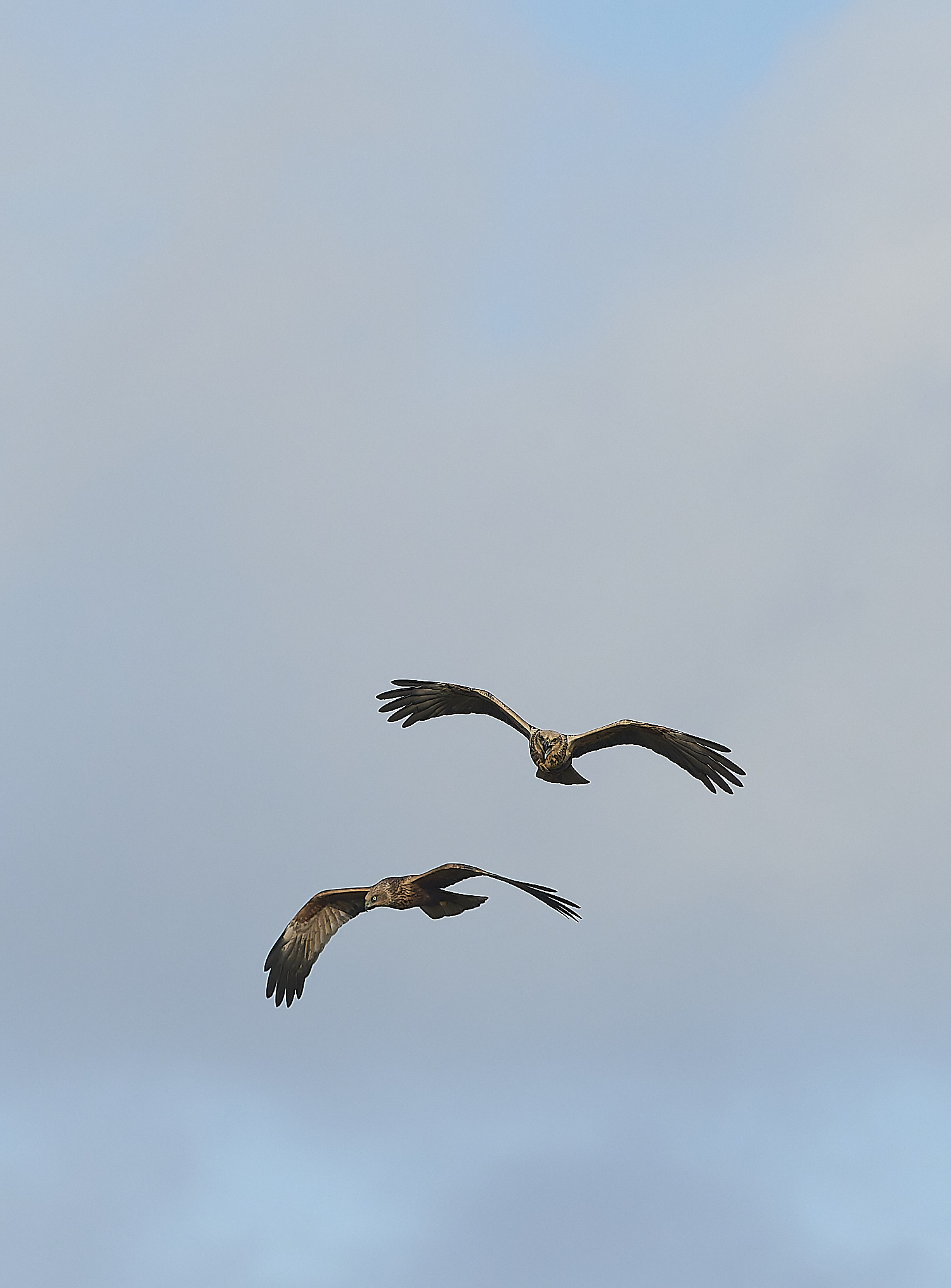 CleyMarshHarrier050319-1-NEF-