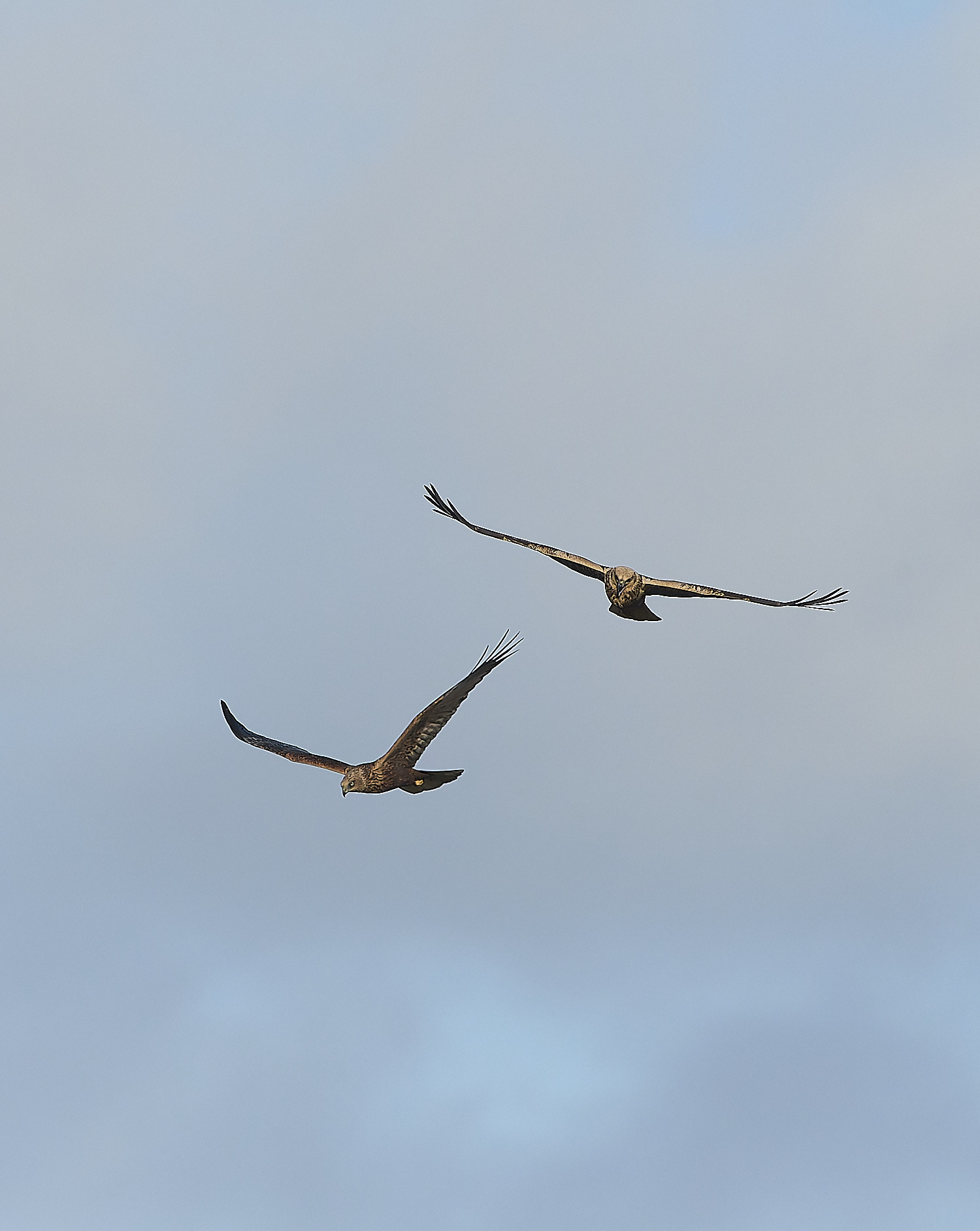 CleyMarshHarrier050319-2-NEF-