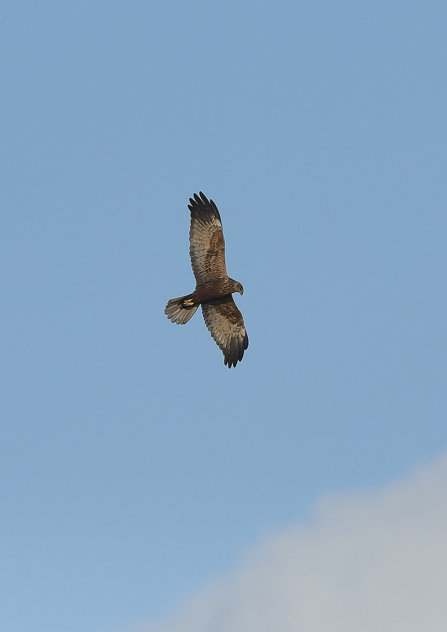 CleyMarshHarrier050319-3-NEF-