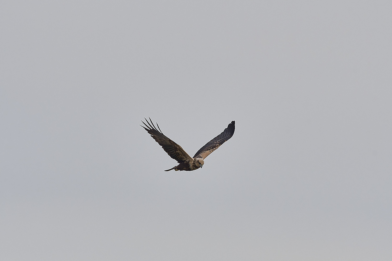 CleyMarshHarrier180119-1-NEF-