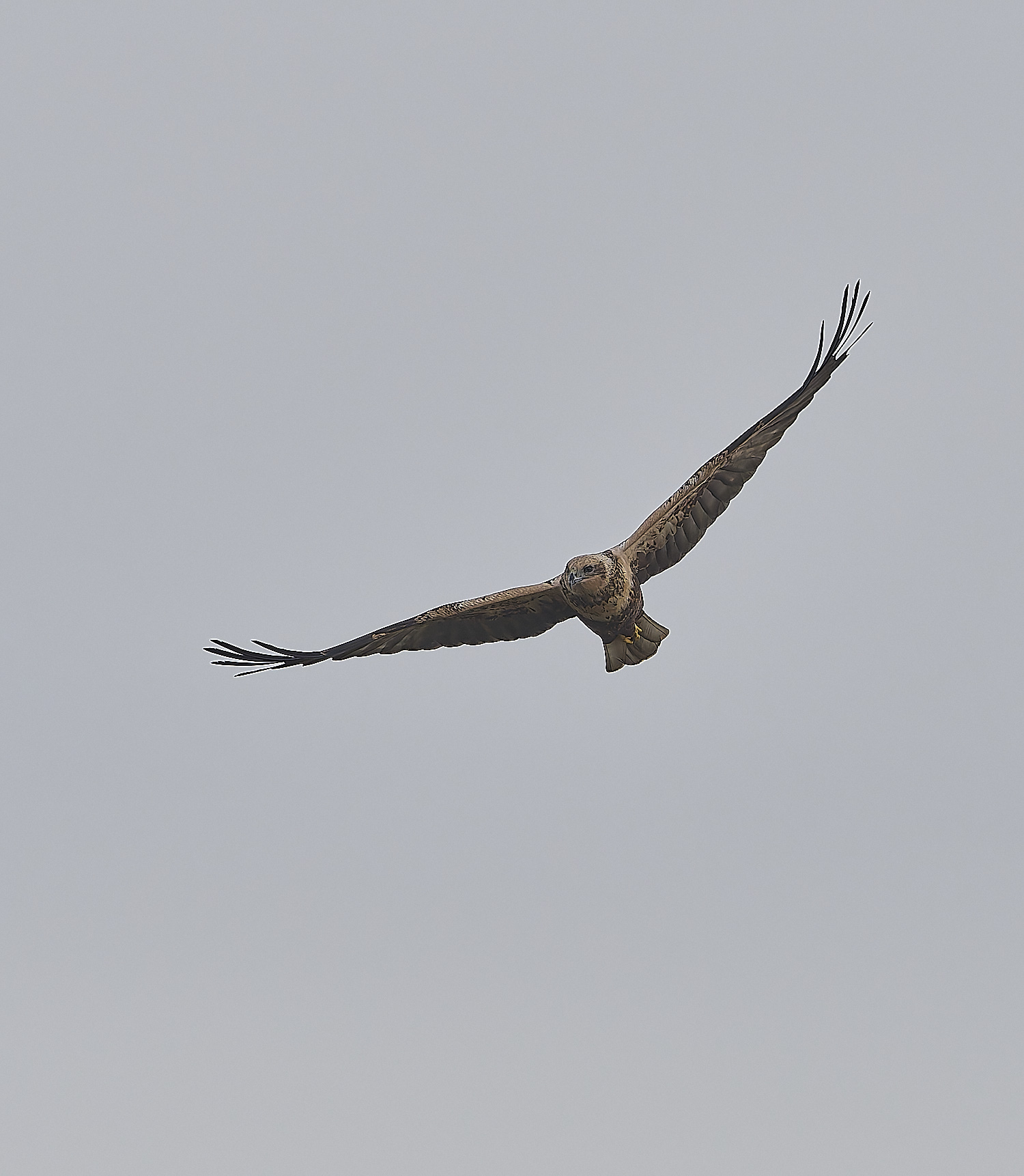 CleyMarshHarrier180119-2-NEF-