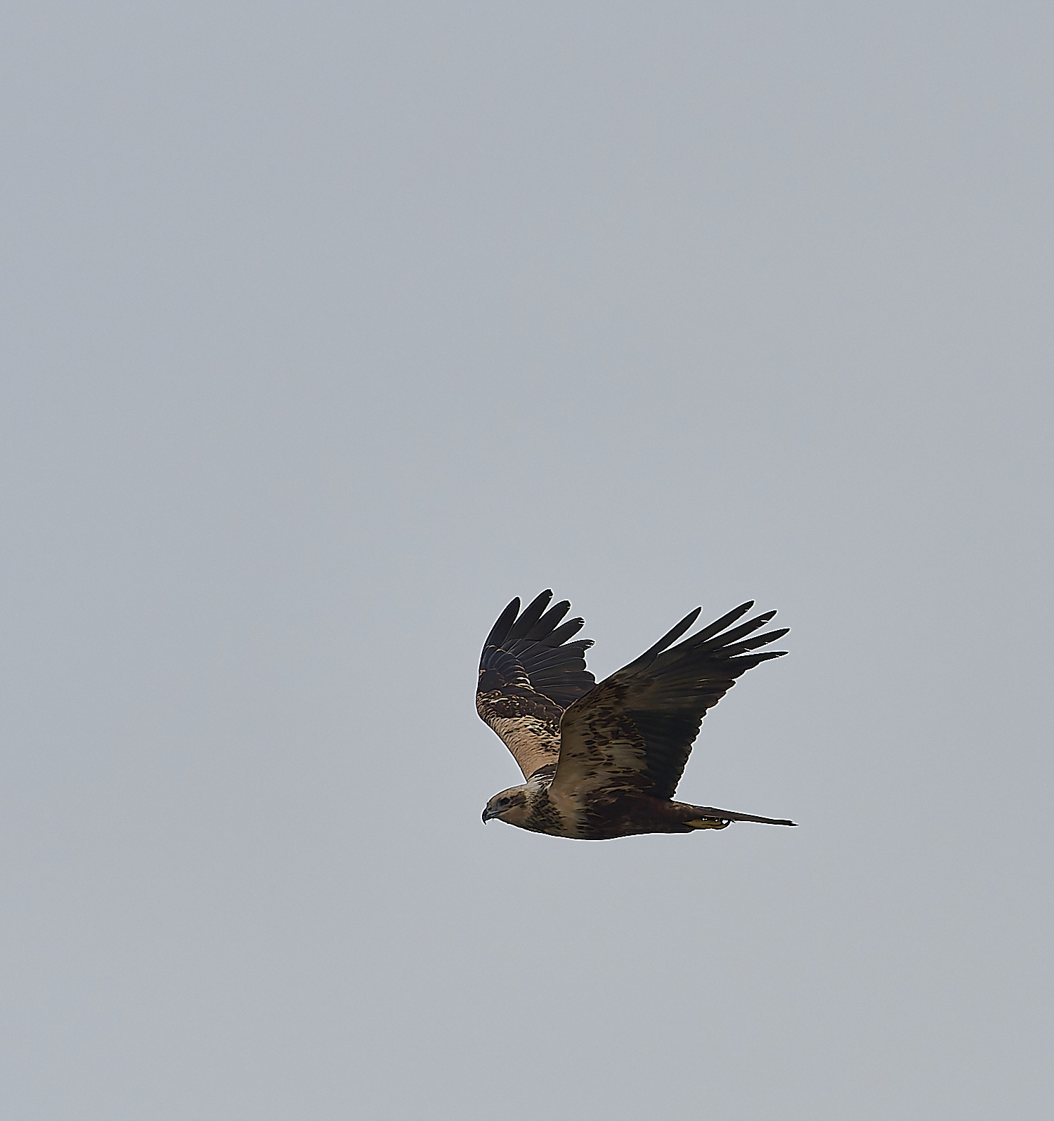 CleyMarshHarrier180119-3-NEF-