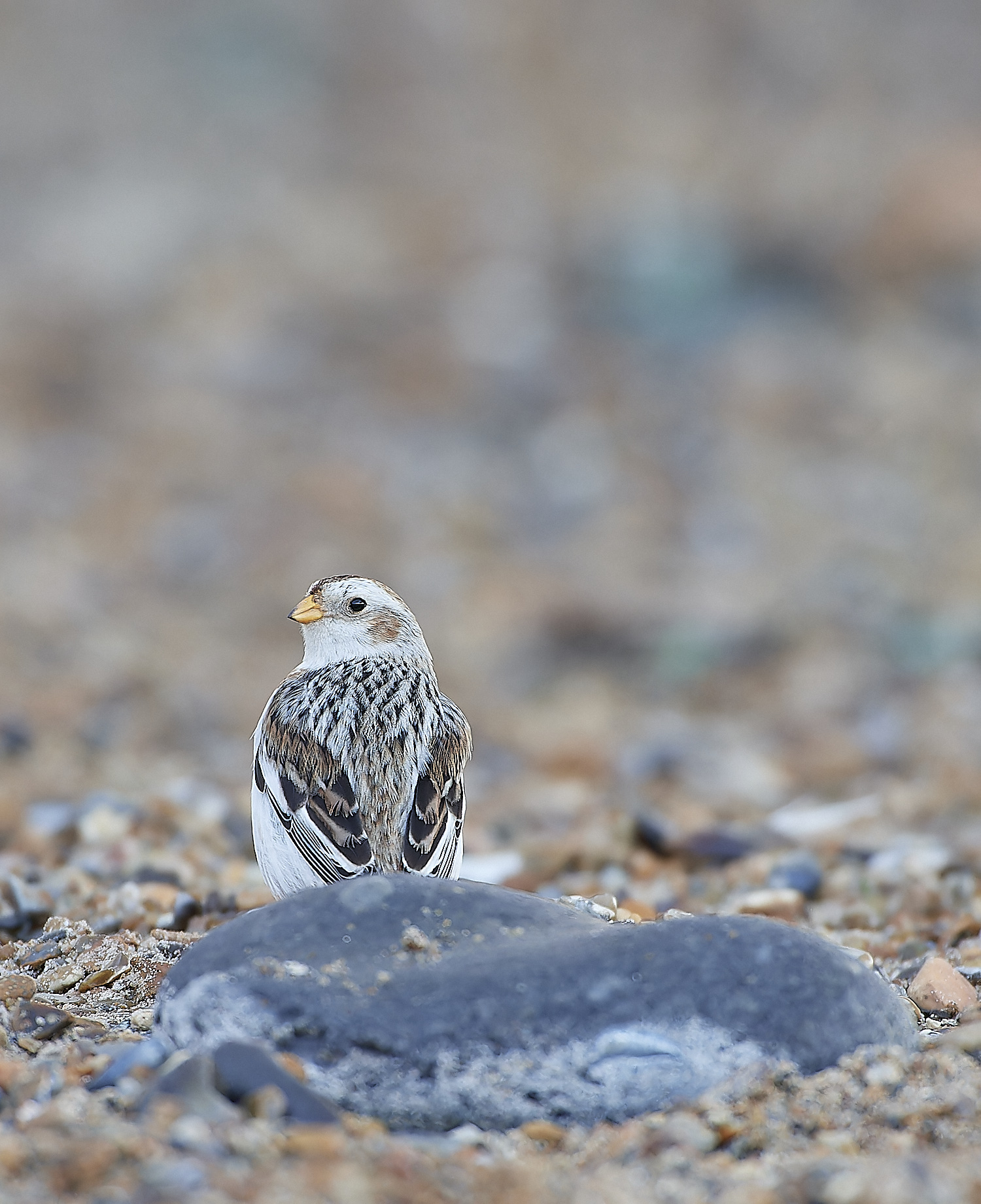 CleySnowBunting230119-4-NEF_DxO_DeepPRIMEXD