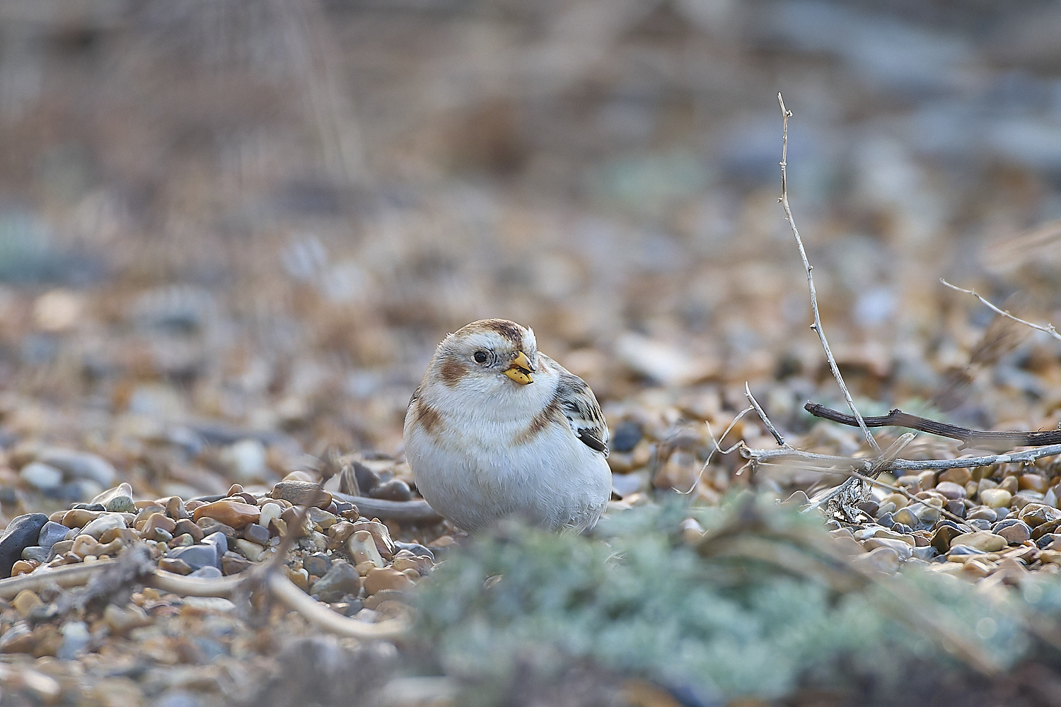 CleySnowBunting230119-7-NEF-