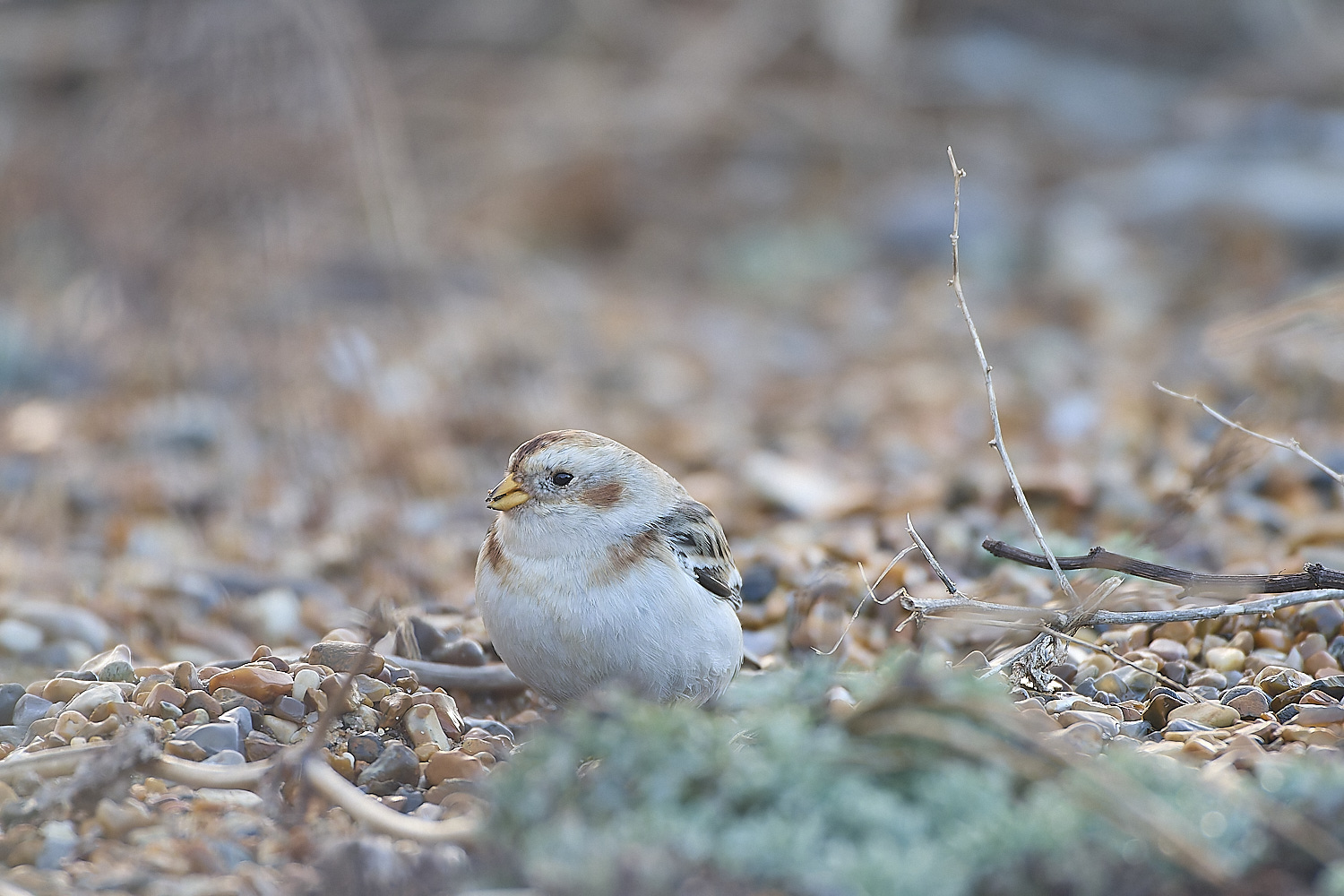 CleySnowBunting230119-8-NEF-