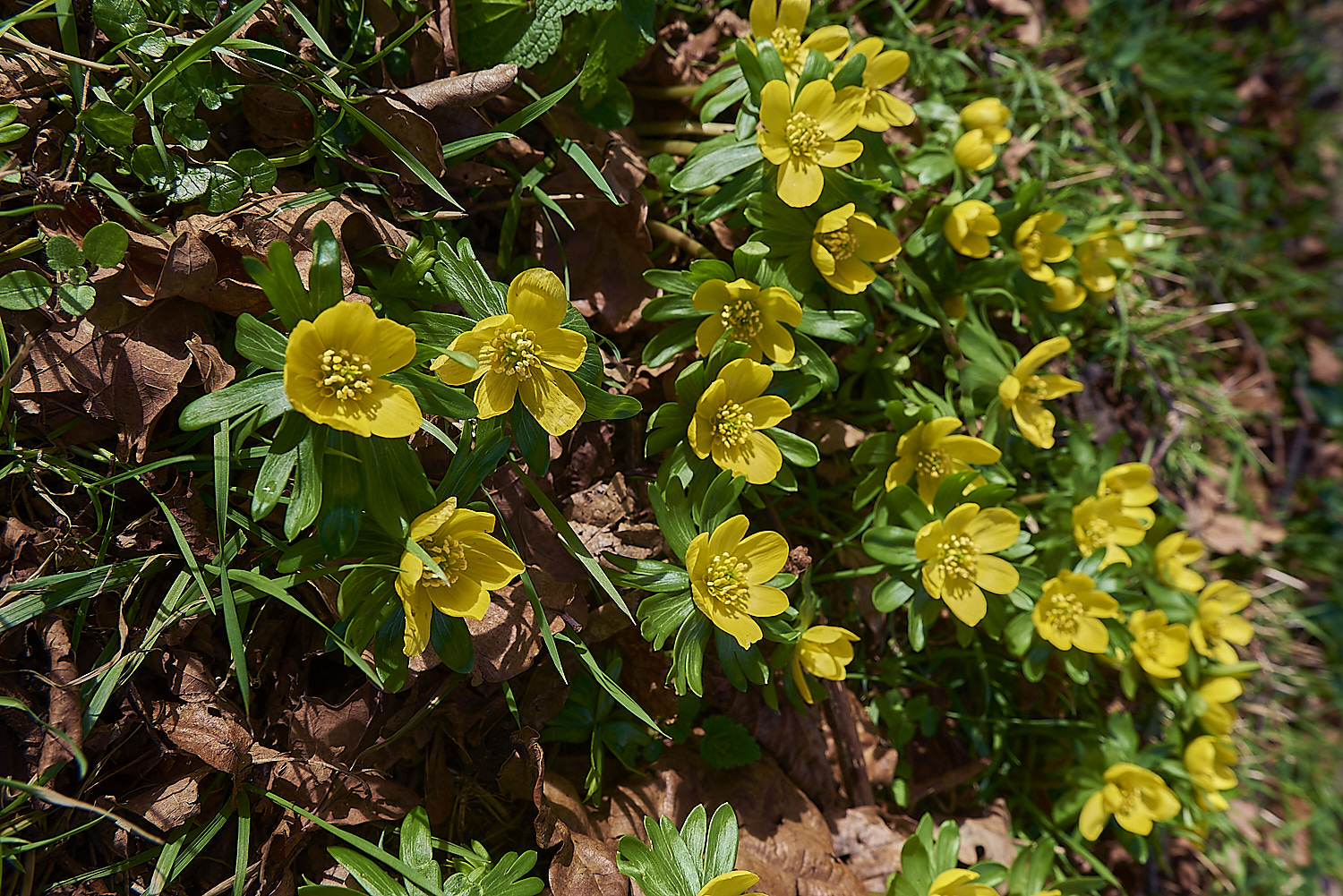 IresteadAconite090219-1-NEF_DxO_DeepPRIMEXD