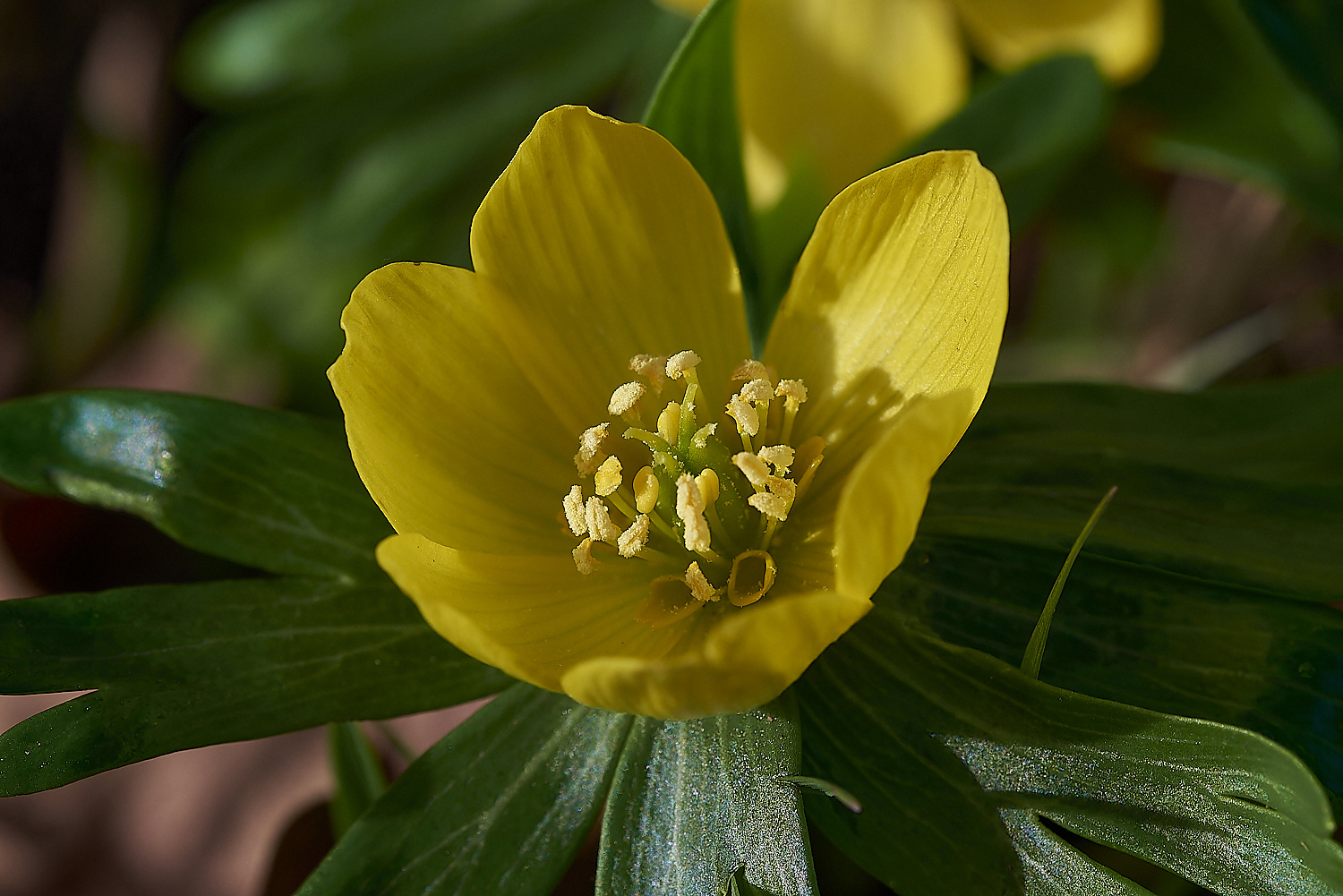 IresteadAconite090219-4-NEF_DxO_DeepPRIMEXD