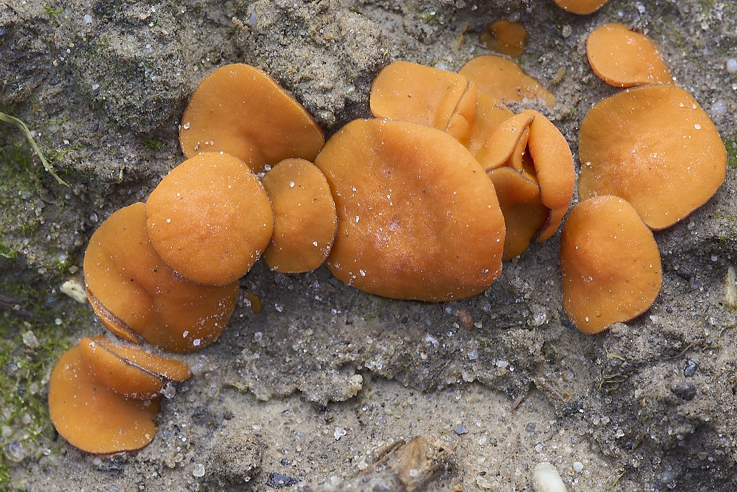 LudhamAirfieldFungi020119-1-NEF-