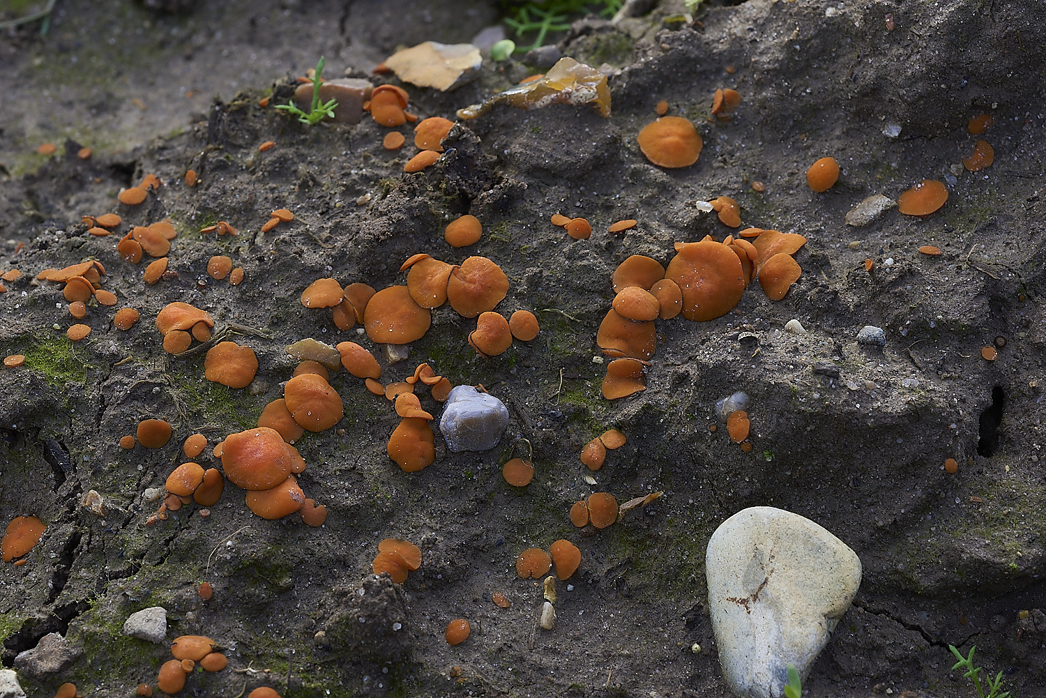 LudhamAirfieldFungi020119-2-NEF-