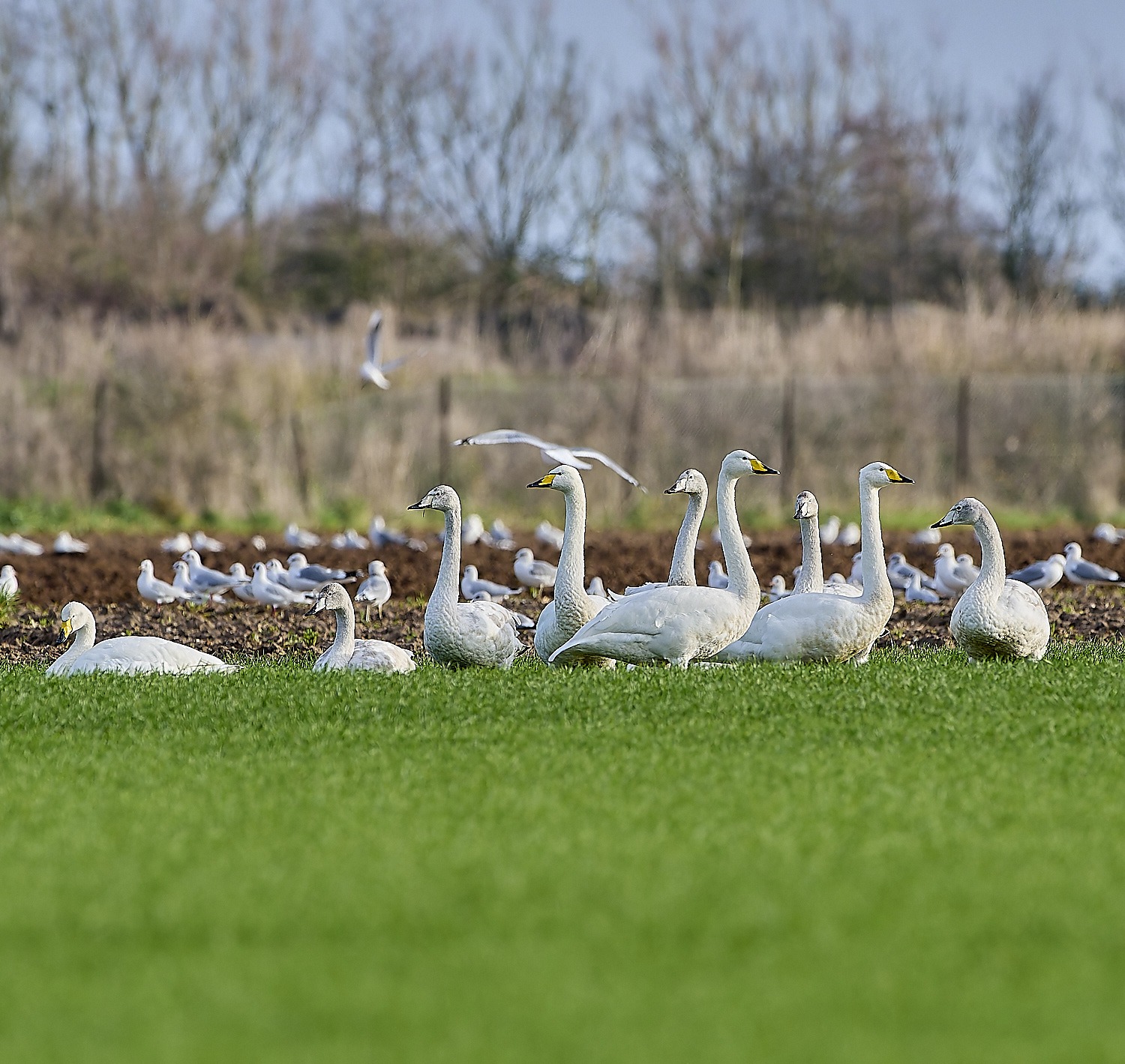 LudhamAirfieldWhooper020119-1 1-NEF-