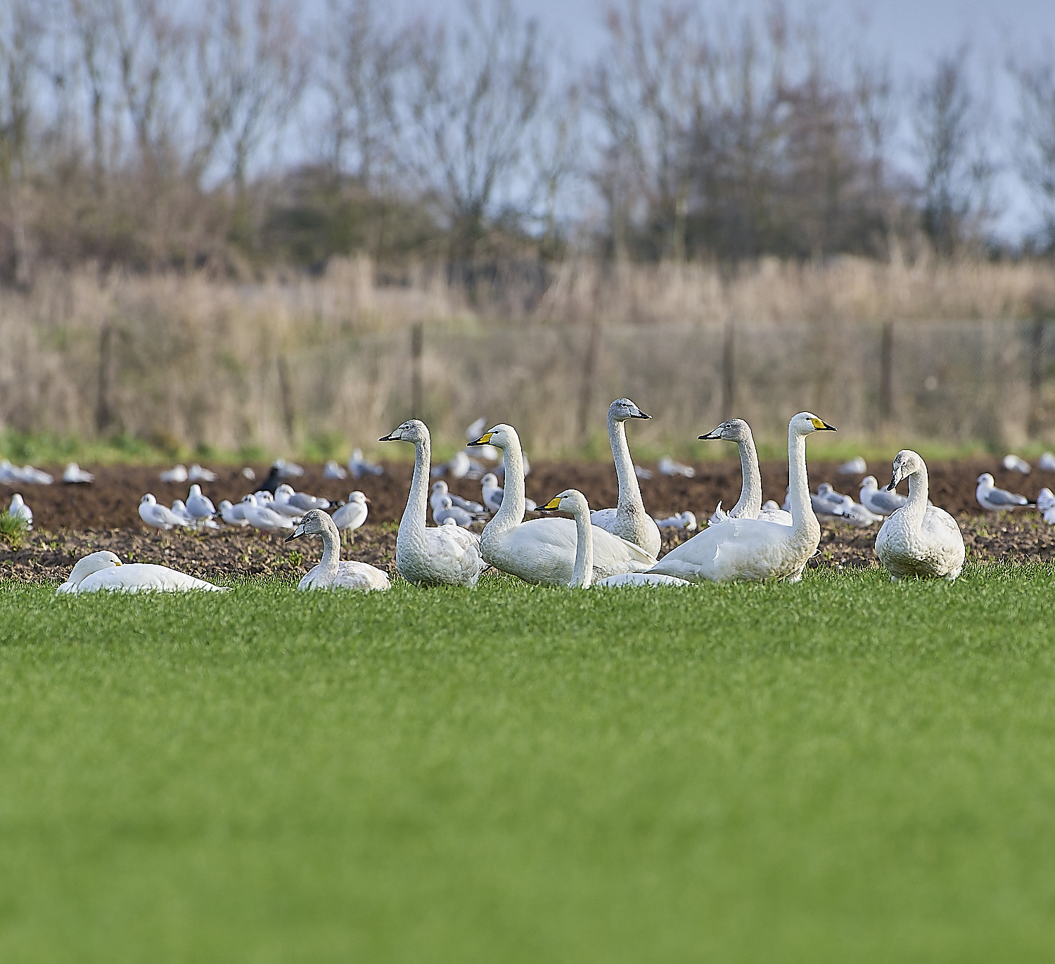 LudhamAirfieldWhooper020119-2 1-NEF-