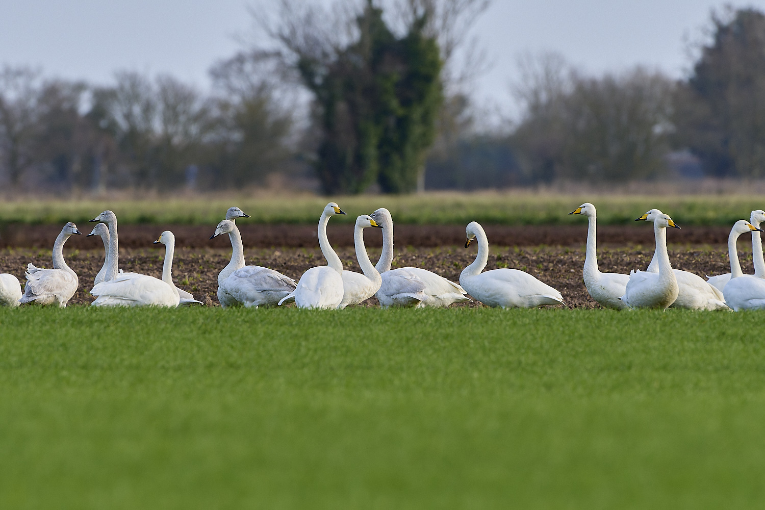 LudhamAirfieldWhooper020119-4 1-NEF-