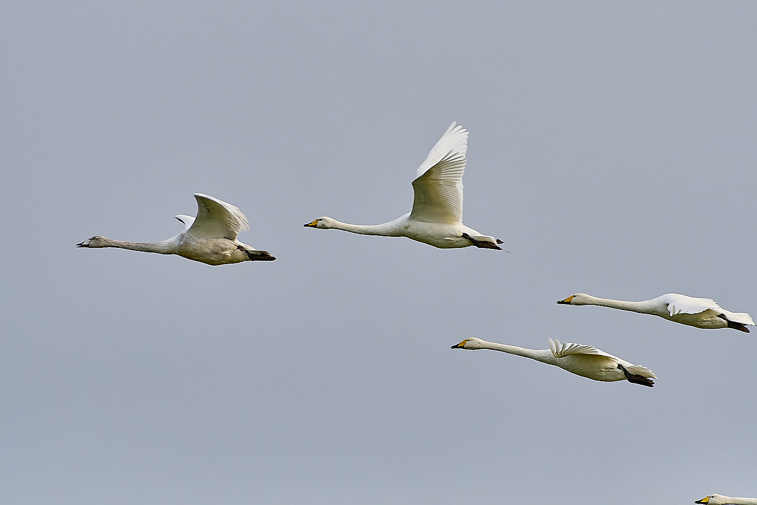 LudhamAirfieldWhooper020119-5 1-NEF-