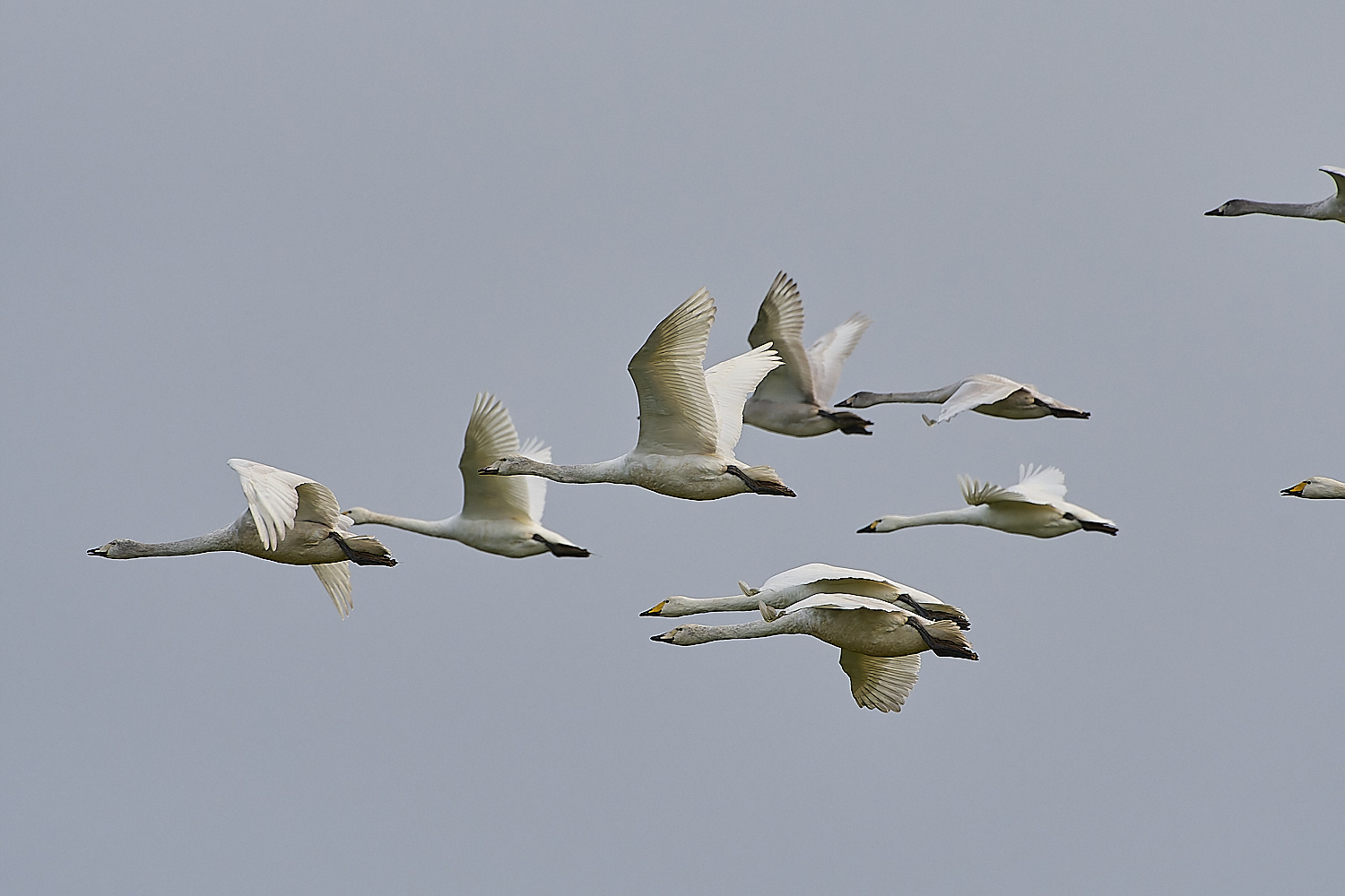 LudhamAirfieldWhooper020119-6 1-NEF-