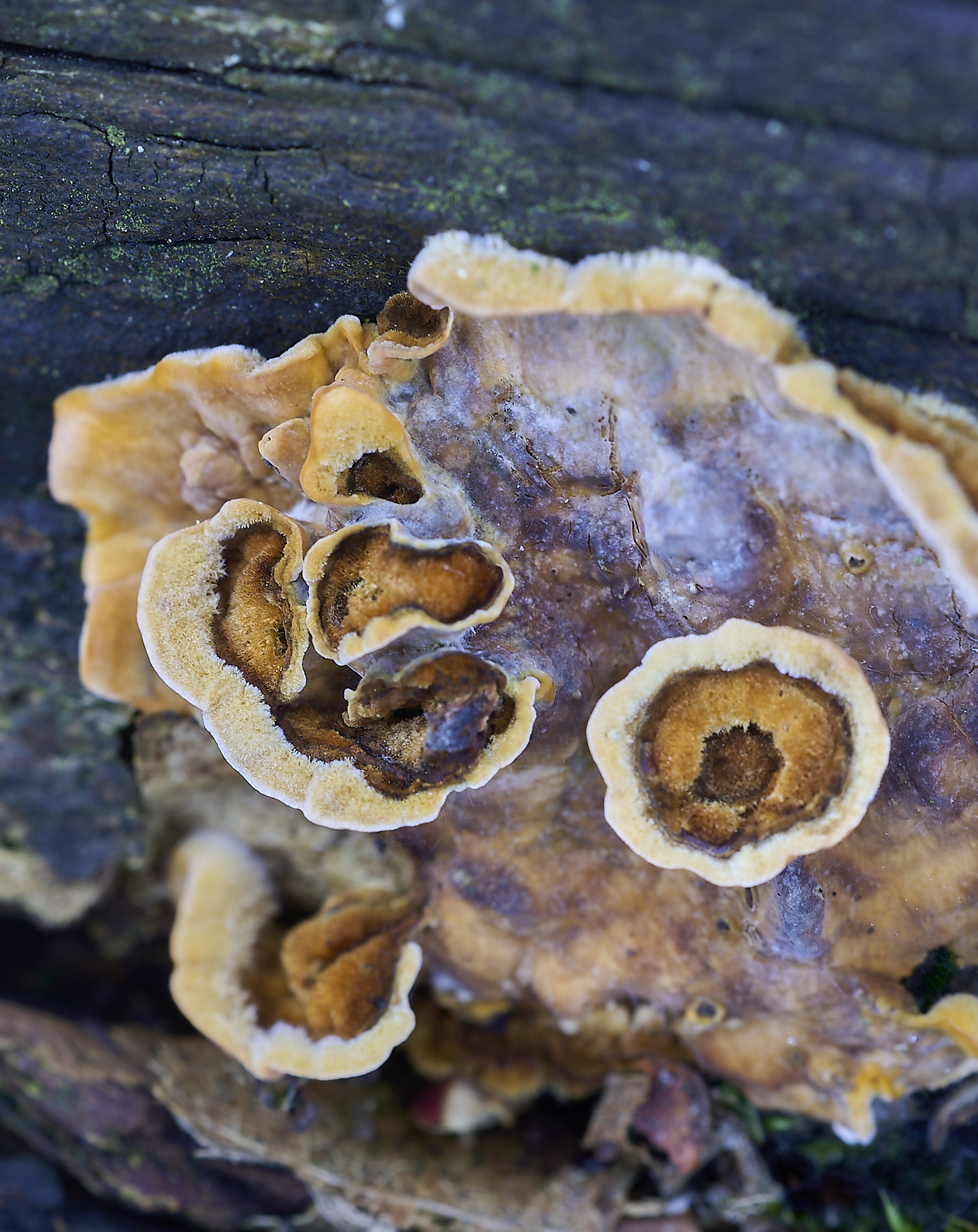 ThursfordWoodBracketFungus140219-1-NEF-