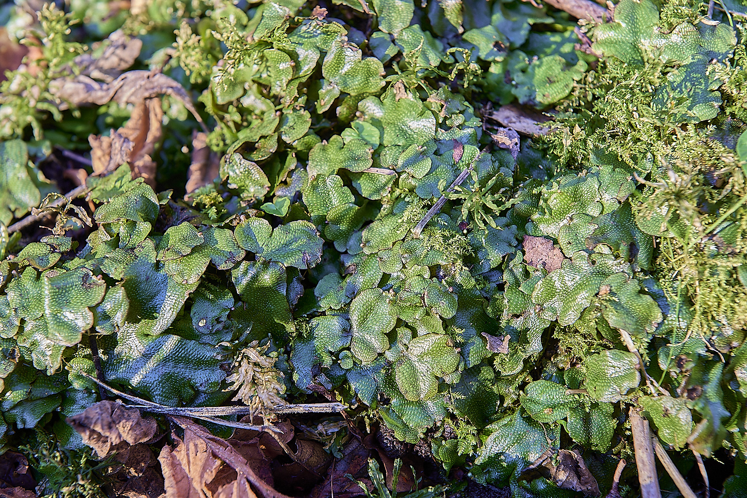 ThursfordWoodGreatScentedLiverwort140219-1-NEF-