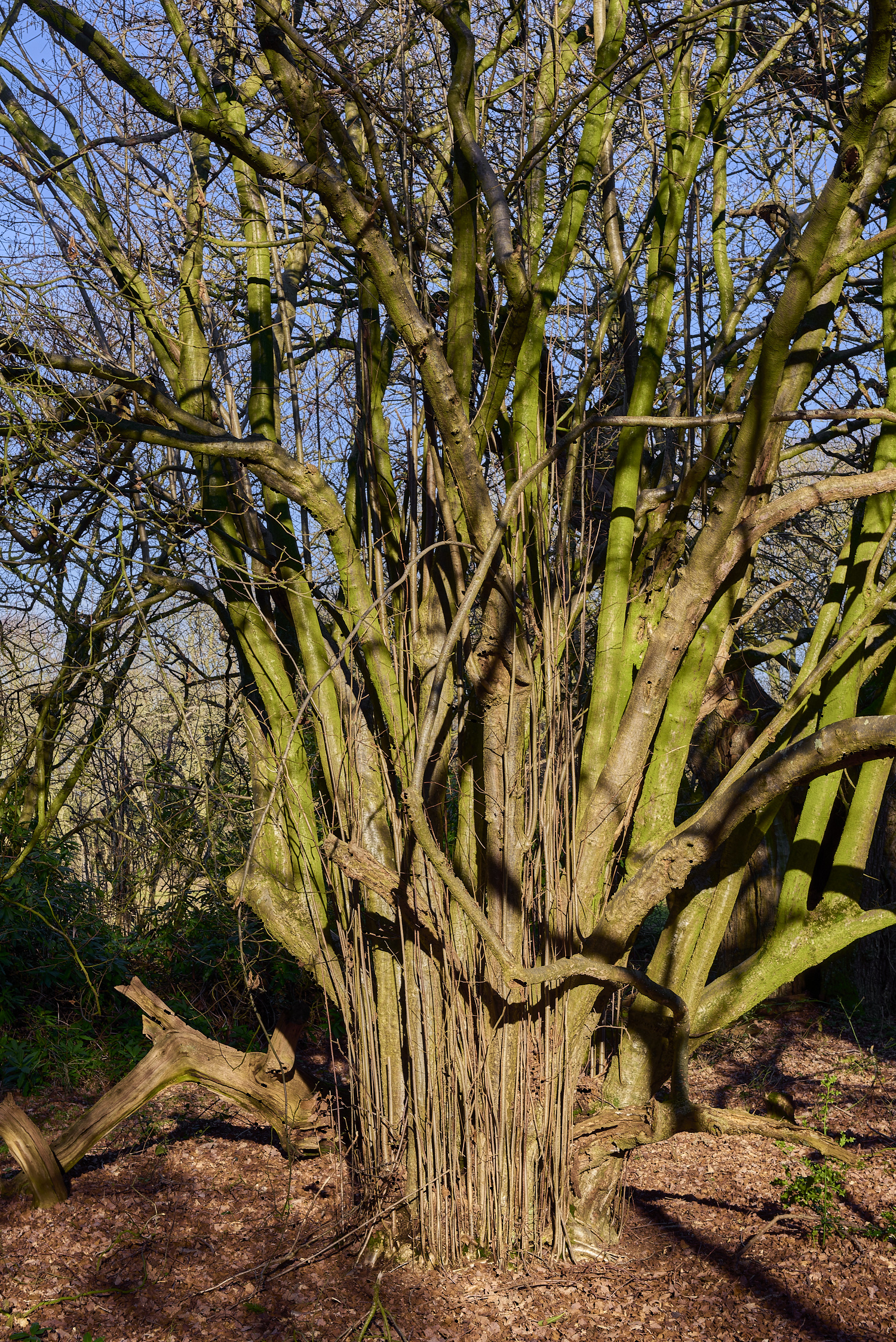 ThursfordWoodHazel140219-1-NEF-