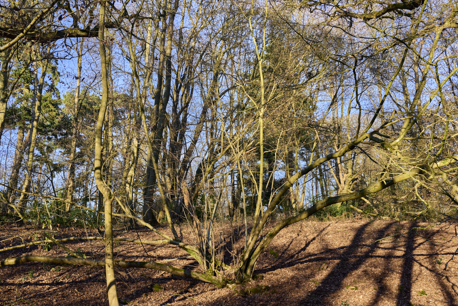 ThursfordWoodHazel140219-3-NEF-