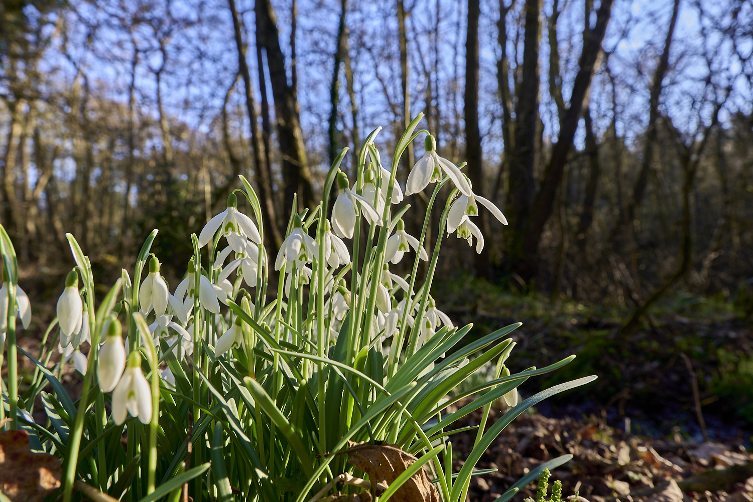 ThursfordWoodSnowdrop140219-1-NEF-