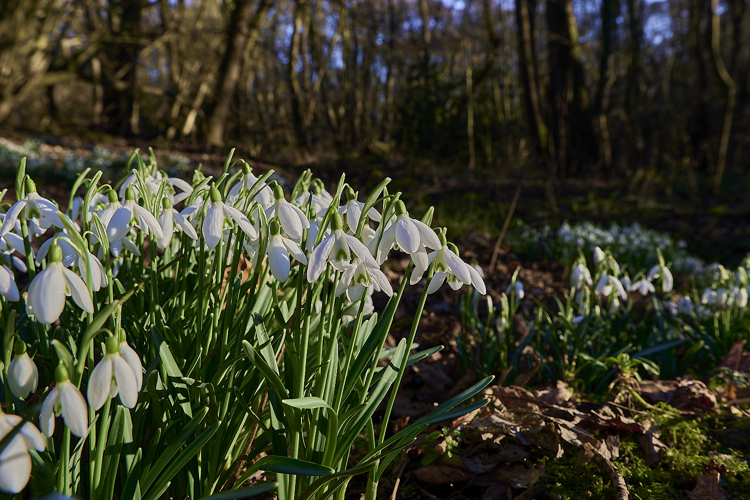 ThursfordWoodSnowdrop140219-2-NEF-