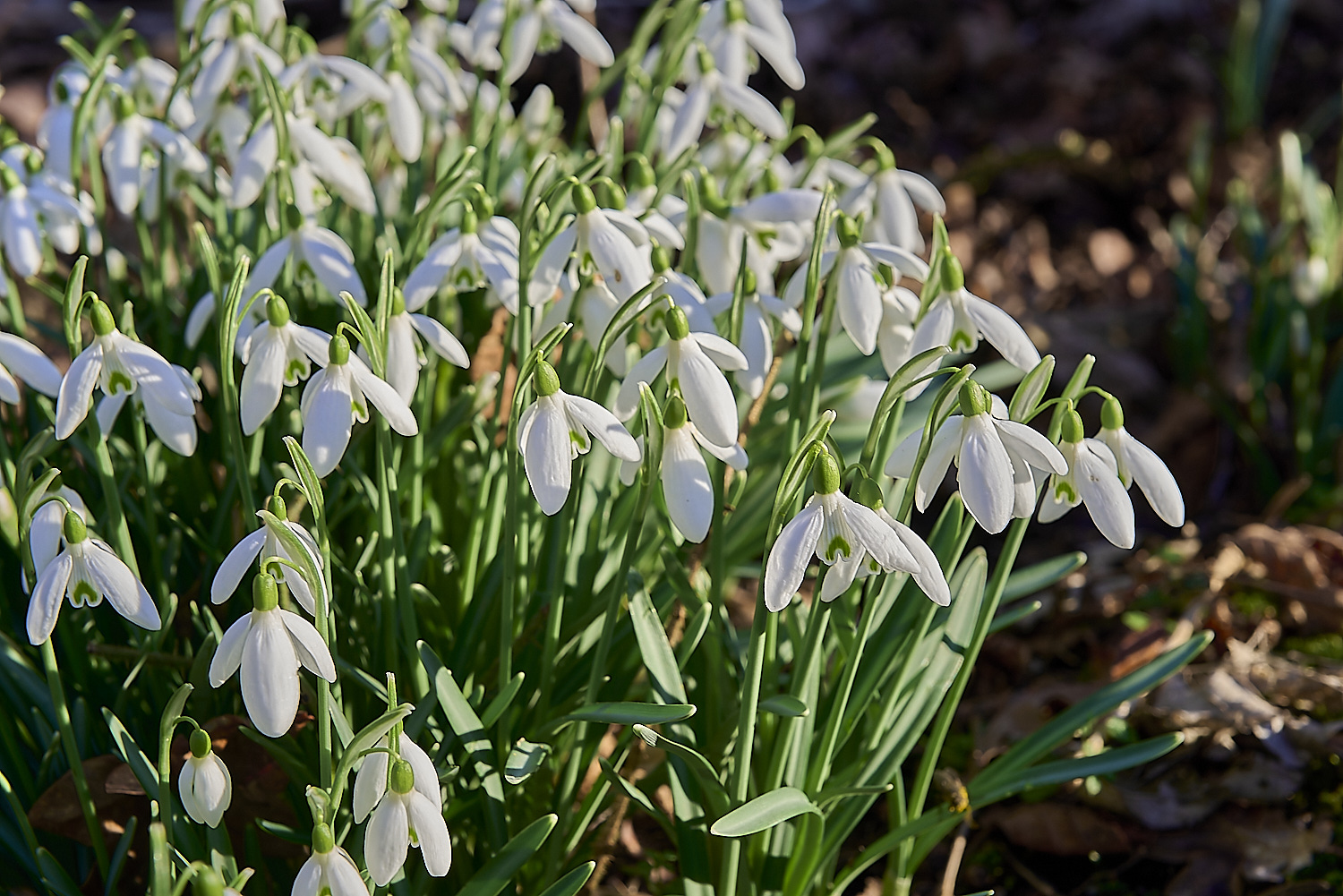 ThursfordWoodSnowdrop140219-3-NEF-