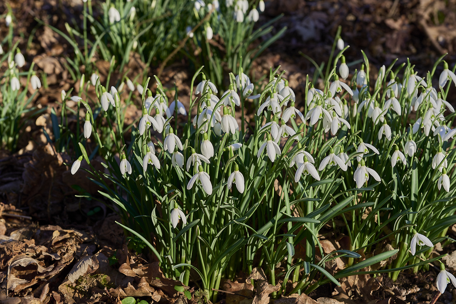 ThursfordWoodSnowdrop140219-4-NEF-