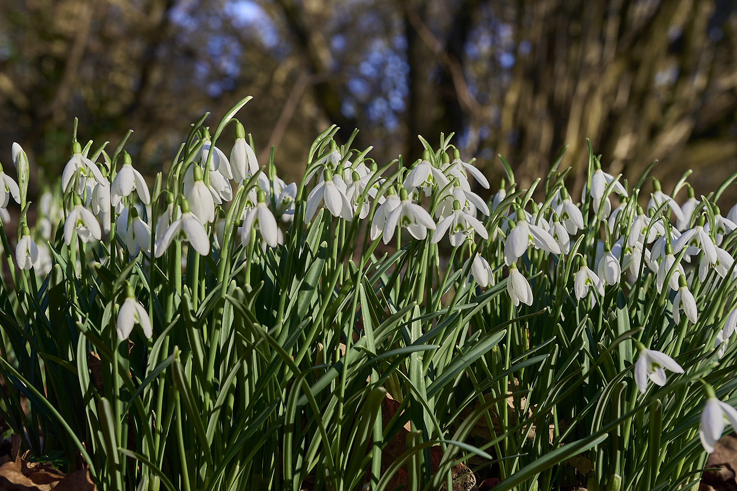 ThursfordWoodSnowdrop140219-5-NEF-