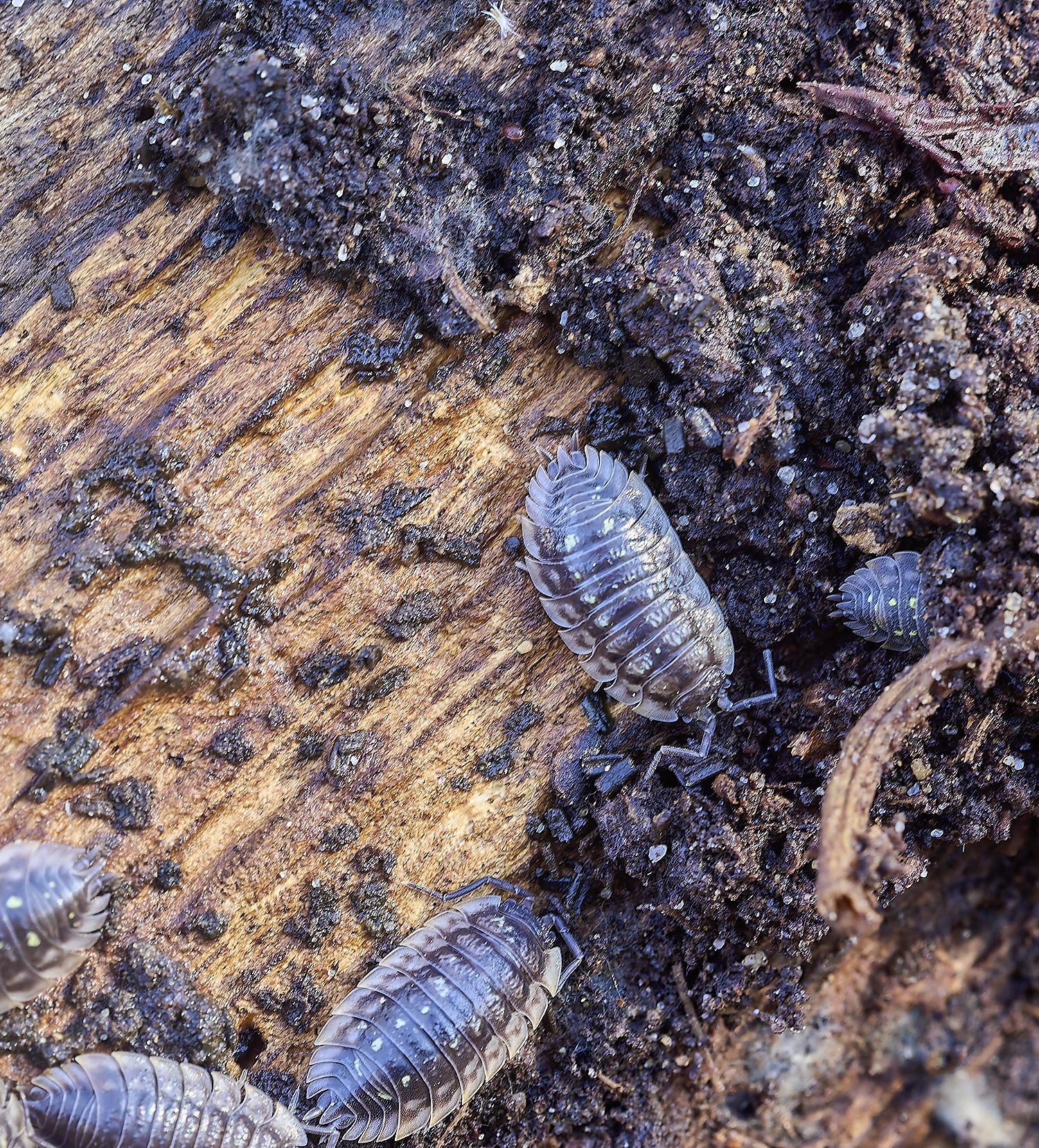 ThursfordWoodWoodlice140219-1-NEF-