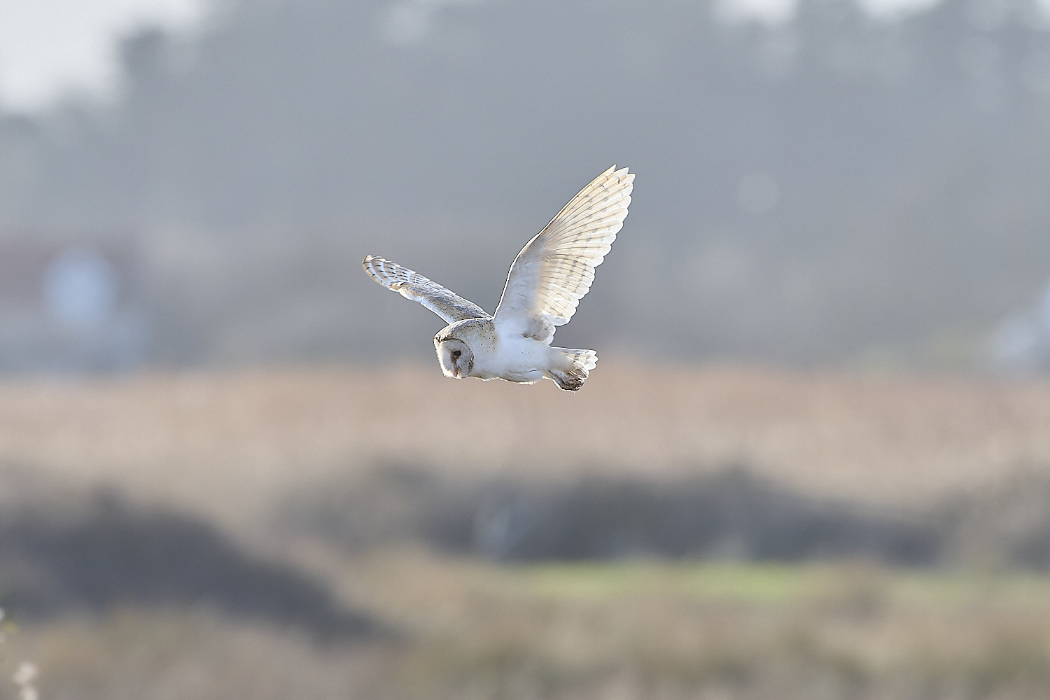 TitchwellBarnOwl110219-1-NEF-