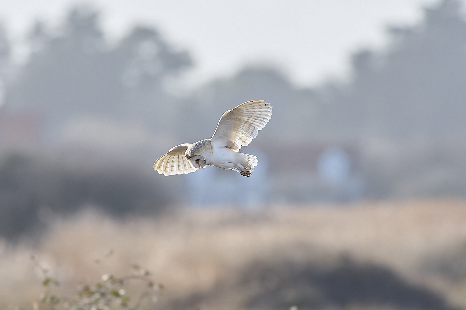 TitchwellBarnOwl110219-2-NEF-