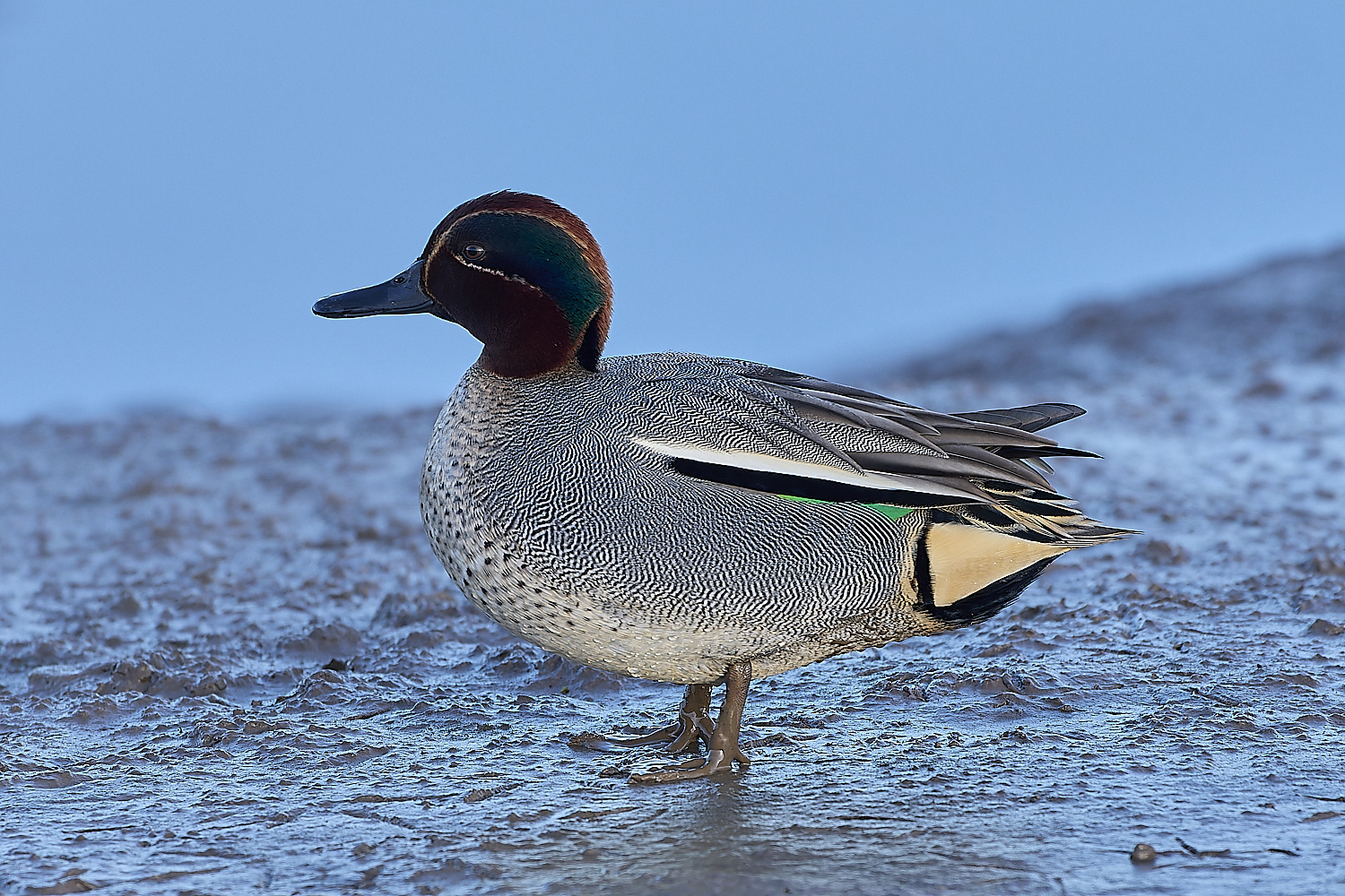 TitchwellTeal110219-1-NEF-