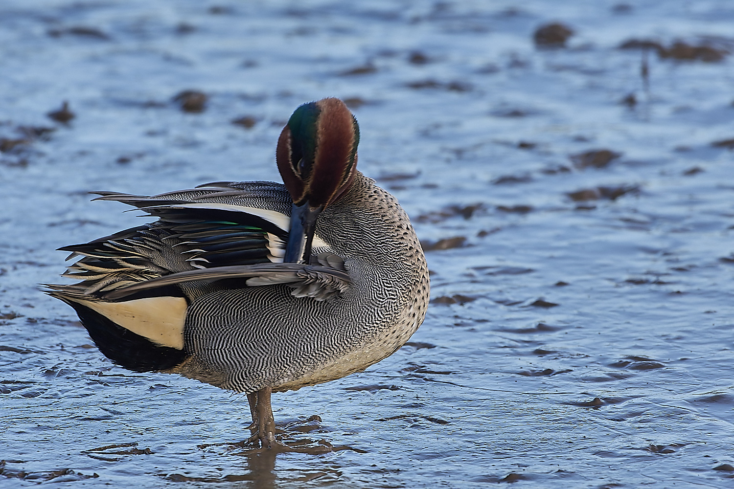 TitchwellTeal110219-2-NEF-