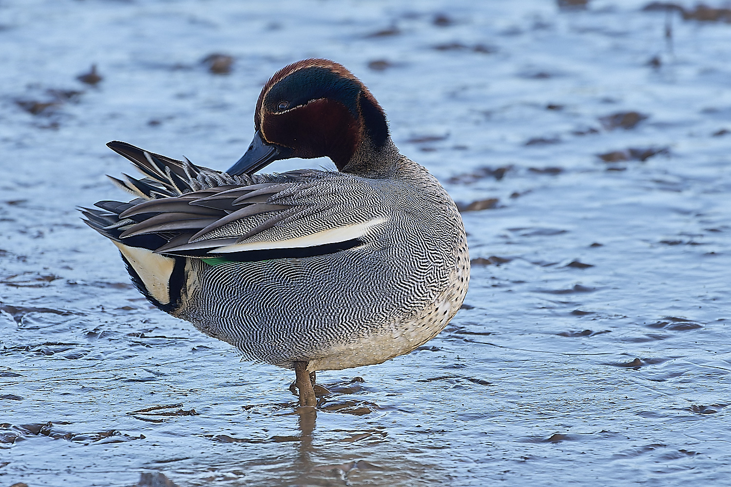 TitchwellTeal110219-3-NEF-