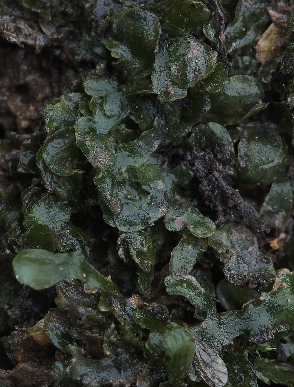 BrintonGrangePelliaendivifolia050119-1