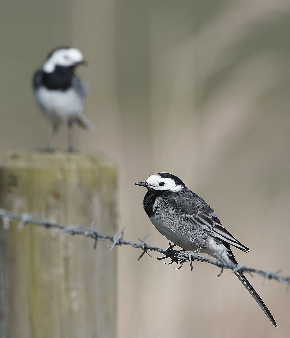 CleyPiedWagtail290319-1