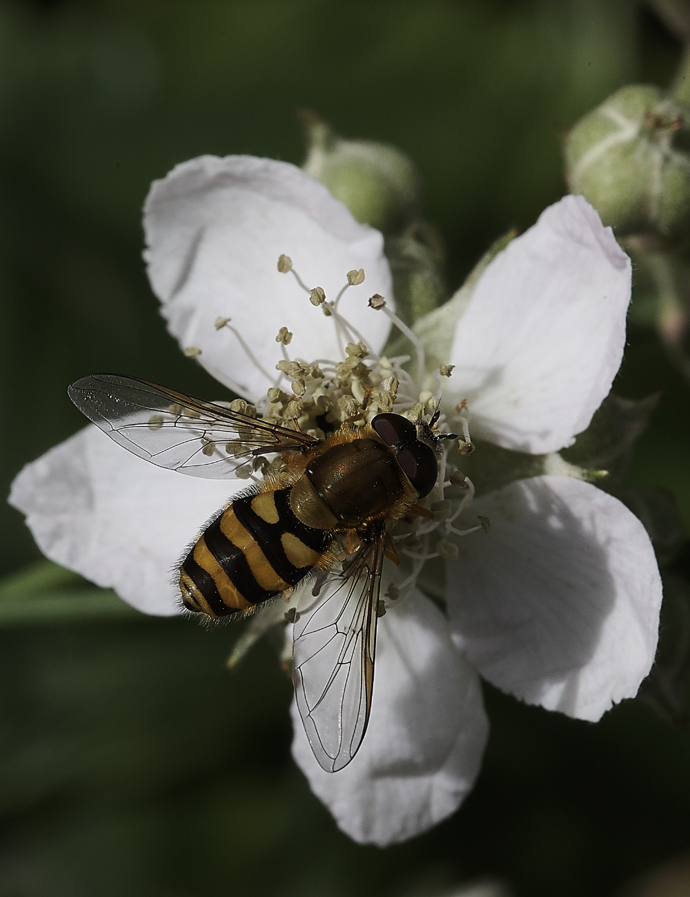 GrimstoneHoverfly2270619-1