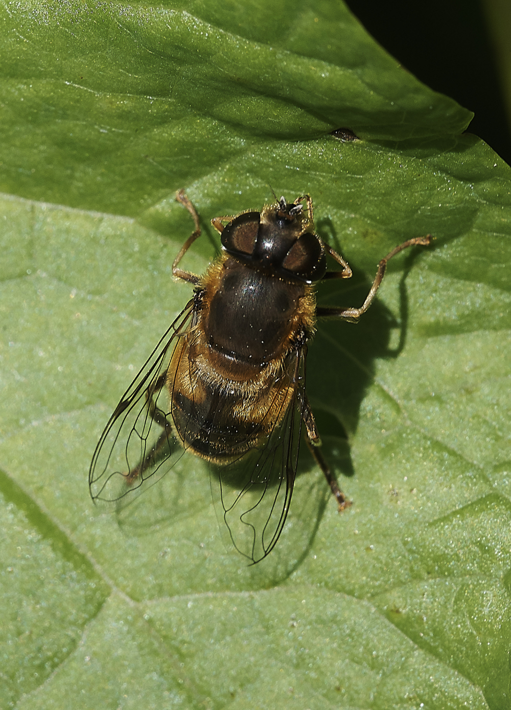 GrimstoneHoverfly4270619-1