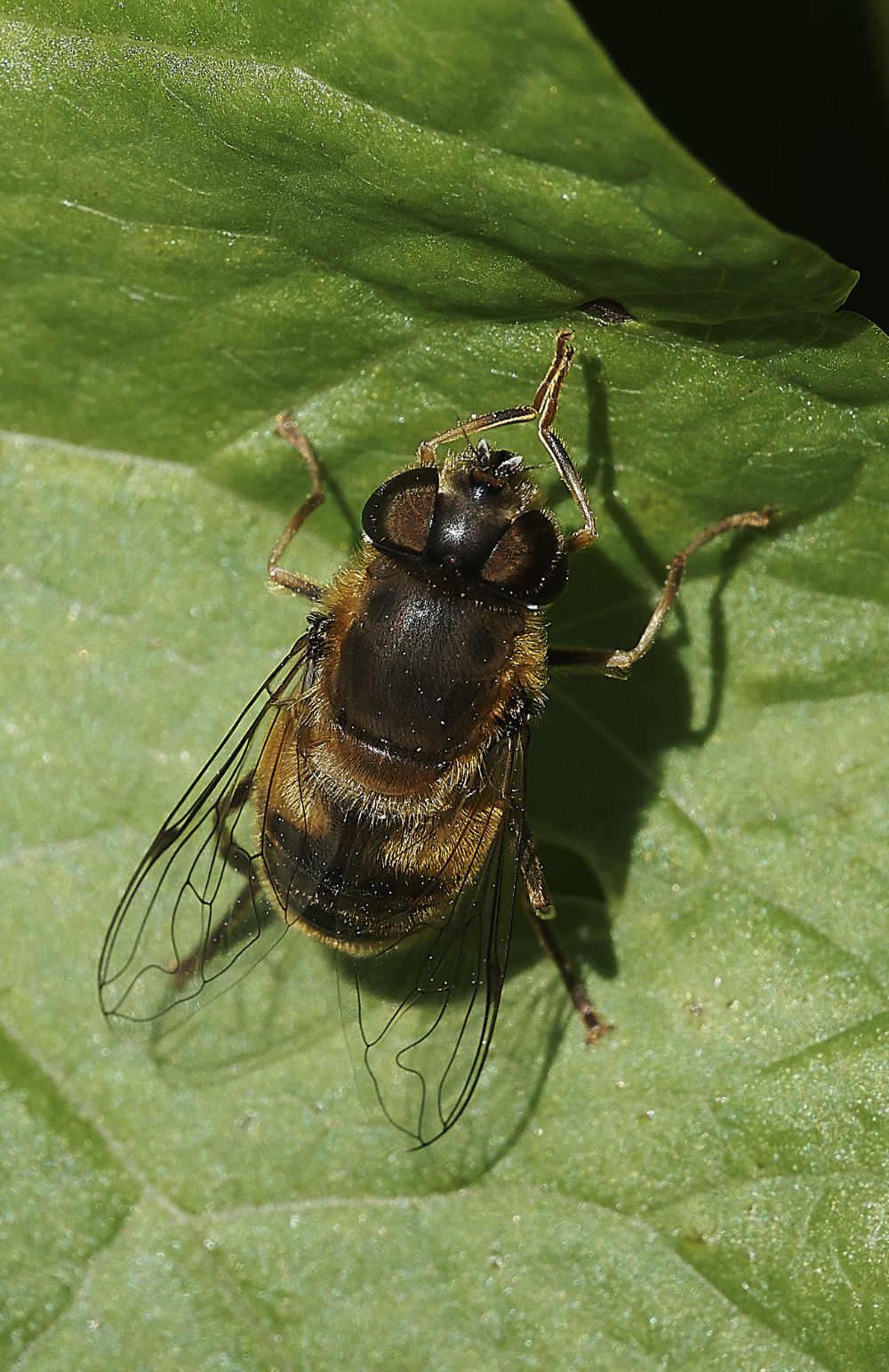 GrimstoneHoverfly4270619-2